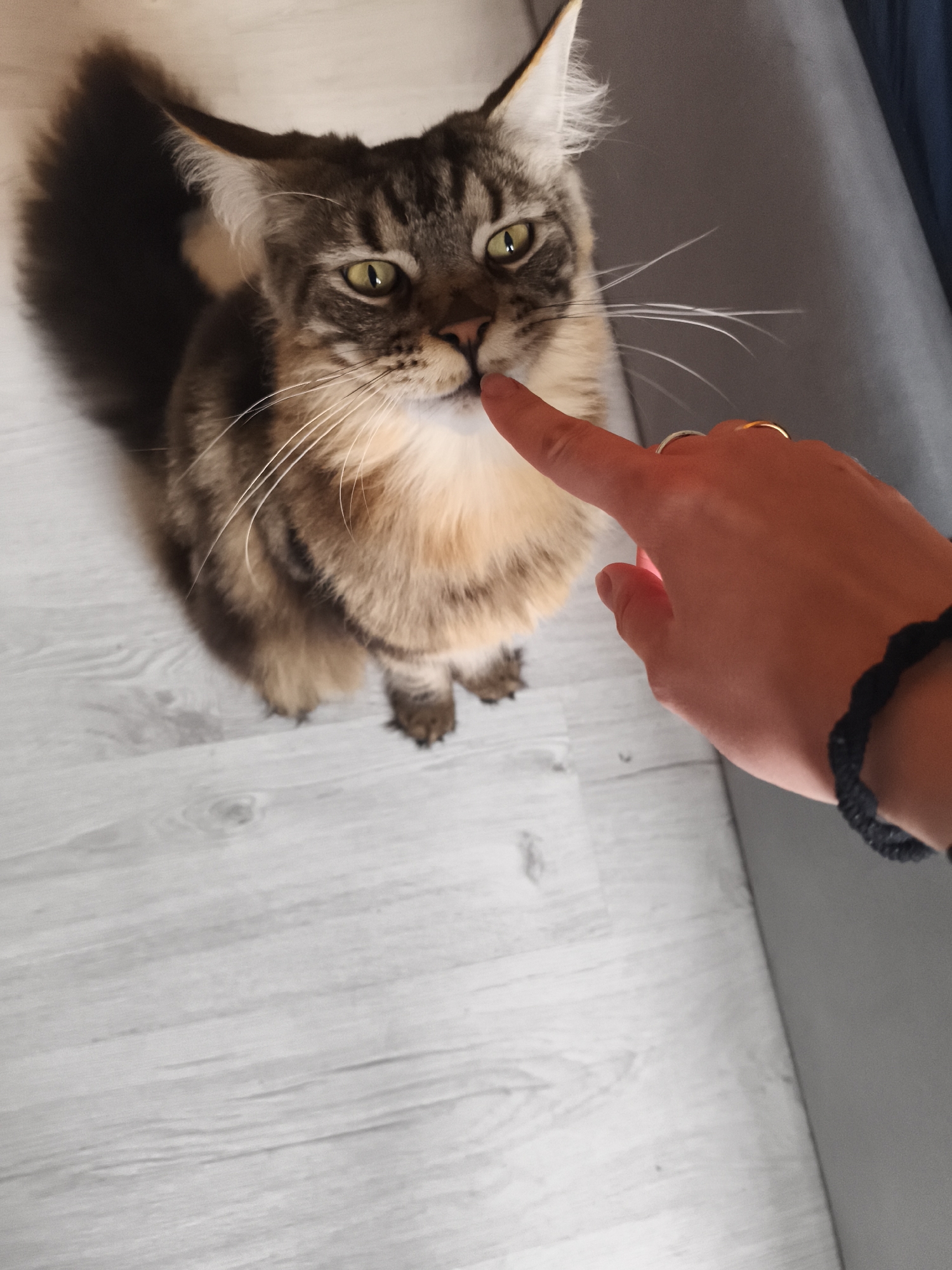 A brown and black tabby Maine Coon cat with yellow-green eyes sits on a light gray wooden floor. A person's right hand is extended towards the cat's face, with the index finger touching the cat's nose. The person is wearing two gold rings and a black woven bracelet. The background includes a gray wall. The location is Русский Вожой, Russia.
