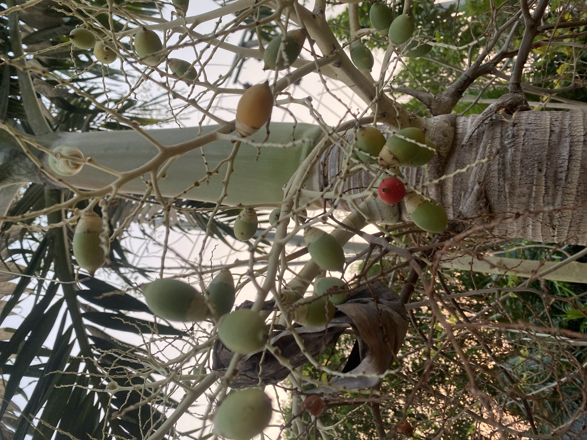 The image shows a close-up of a palm tree trunk with several clusters of green and a few yellow/orange betel nuts. One bright red betel nut is visible. The palm tree has rough, segmented bark and is surrounded by thin, dry branches and palm fronds. The background is blurred, showing hints of other greenery and a pale sky, suggesting an outdoor setting. The lighting indicates it might be late afternoon or early morning. The scene is likely in Banjarbaru, Indonesia, given the presence of betel nut palms, a common sight in tropical regions of Indonesia. There are no people or discernible actions occurring in the frame.