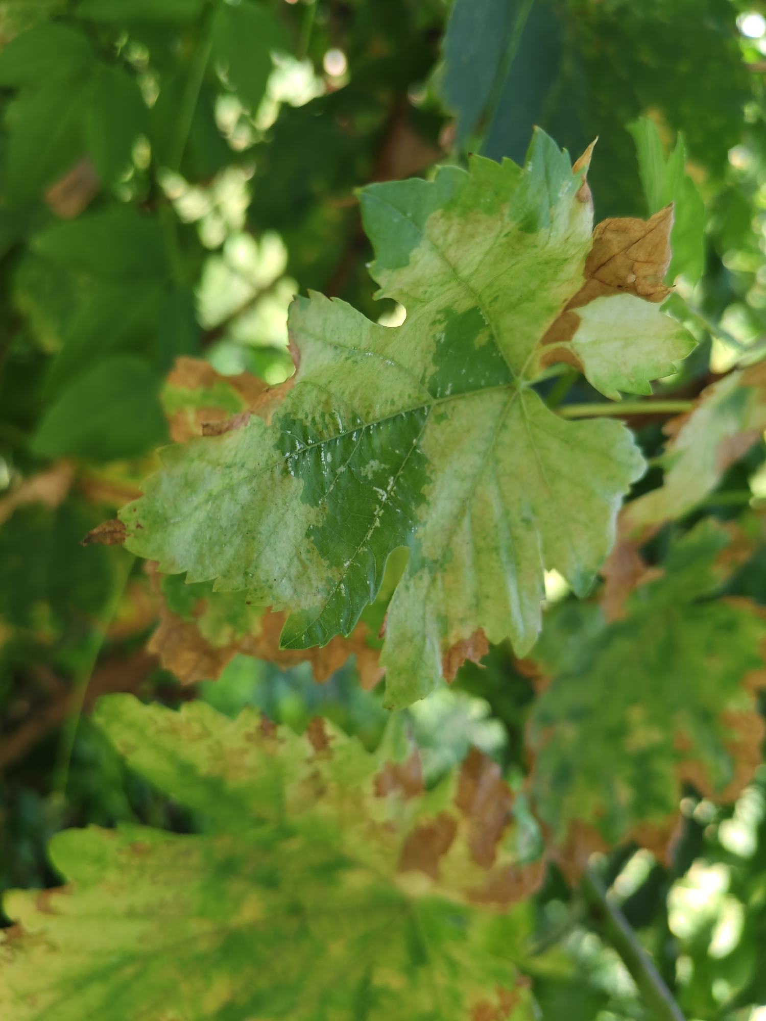 In a close-up, outdoor, eye-level shot, a cluster of green and yellowed grape leaves is depicted. The leaves are the central focus, with one prominent leaf in the foreground exhibiting significant discoloration, featuring patches of brown and lighter green alongside healthy green areas. The leaf's edges are serrated. The background consists of more out-of-focus green foliage and dappled sunlight, suggesting a natural setting. The image does not contain any identifiable landmarks or elements that would place it specifically in Rostov-on-Don, Russia. There are no people, objects, or actions depicted.