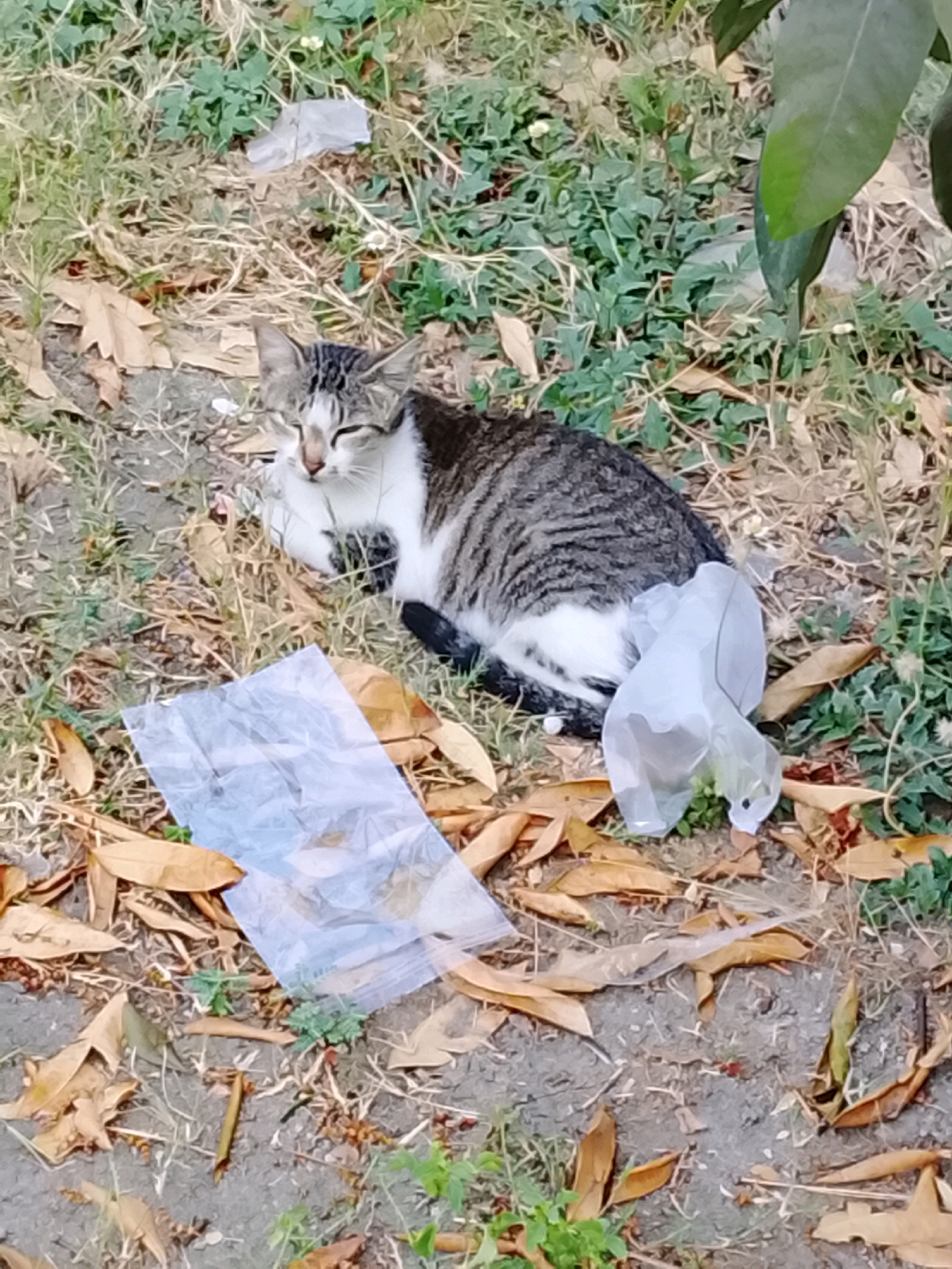 In a grassy area with scattered dry leaves, a tabby and white cat is lying down. The cat's eyes are partially closed, and it is near a crumpled translucent plastic bag. The environment appears to be outdoors, with patches of green vegetation and dry ground. No specific location in Slawi, Indonesia can be determined from the image.