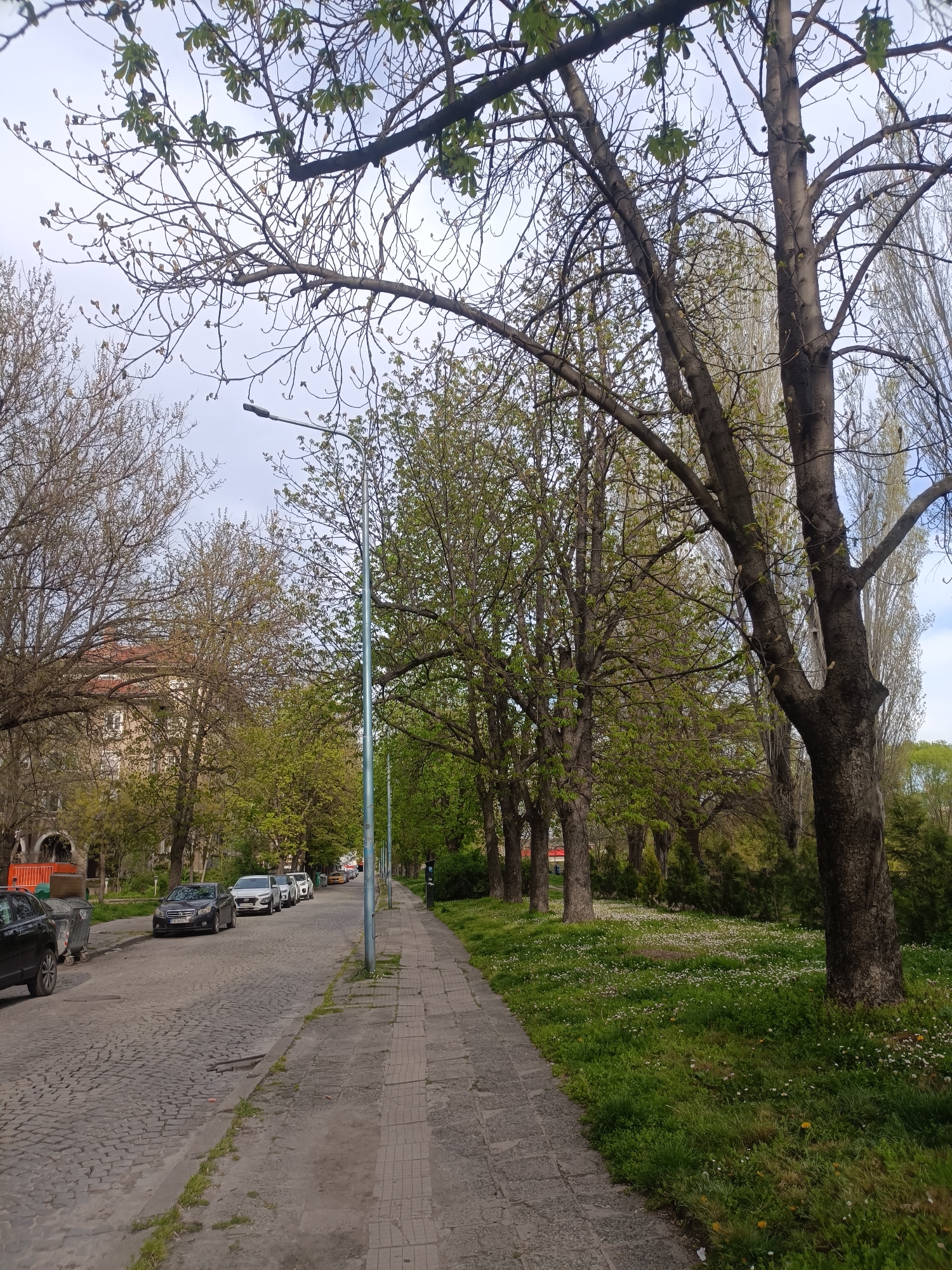 The image depicts a street in Plovdiv, Bulgaria, lined with trees that are just beginning to sprout new leaves. On the left side of the street, several cars are parked along a cobblestone road. A sidewalk runs parallel to the road, composed of square concrete slabs. To the right of the sidewalk is a strip of grass with numerous small white flowers. The sky is overcast, suggesting a cloudy day. A streetlight is visible along the sidewalk. The scene conveys a quiet, urban environment during early spring.
