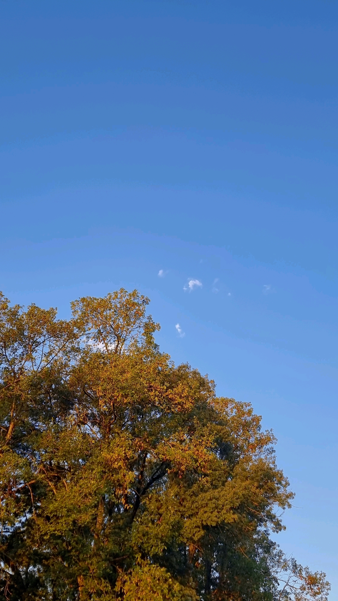 A wide shot captures a tree with lush green and golden-hued leaves against a clear, bright blue sky. The tree occupies the lower left portion of the frame, its branches extending upwards and to the right. A few wispy white clouds are scattered across the sky in the upper right quadrant of the image. The scene appears to be an outdoor environment, possibly a park or natural area within Sant Joan Les Fonts, Spain, bathed in the warm light of what could be late afternoon or early morning sun. There are no people or animals visible in the frame.