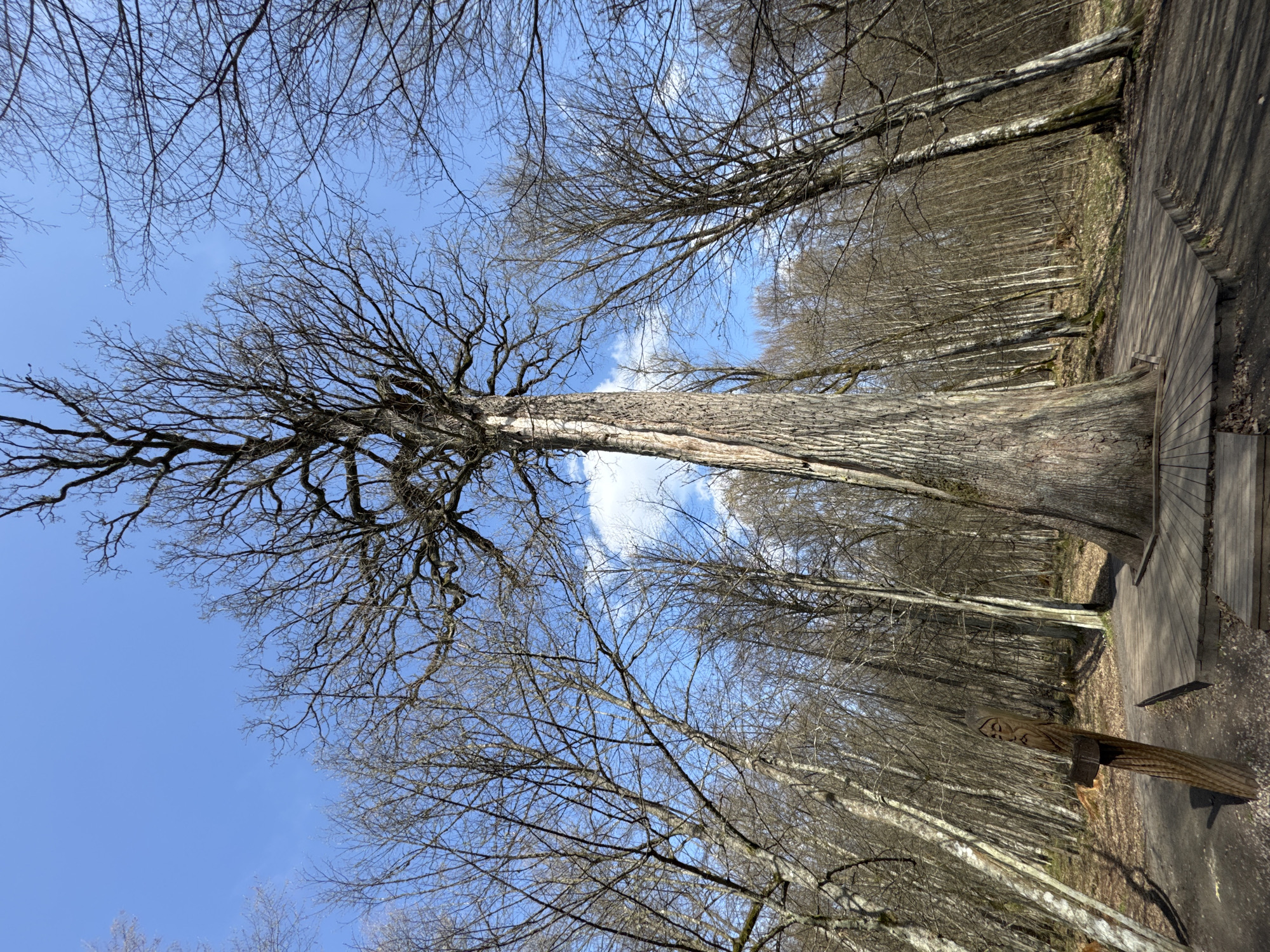 A low-angle perspective captures a towering tree stretching towards a clear blue sky with scattered white clouds. The tree is devoid of leaves, revealing its intricate network of branches. The forest is located in Шарашэўскі сельскі Савет, Belarus. The tree's trunk appears textured and aged. Along the base of the tree is wooden planks which form a path through the forest. To the right of the base of the tree is a carved wooden bench. The photograph is taken on a bright sunny day, with shadows subtly visible along the wooden planks and the bark of the tree.