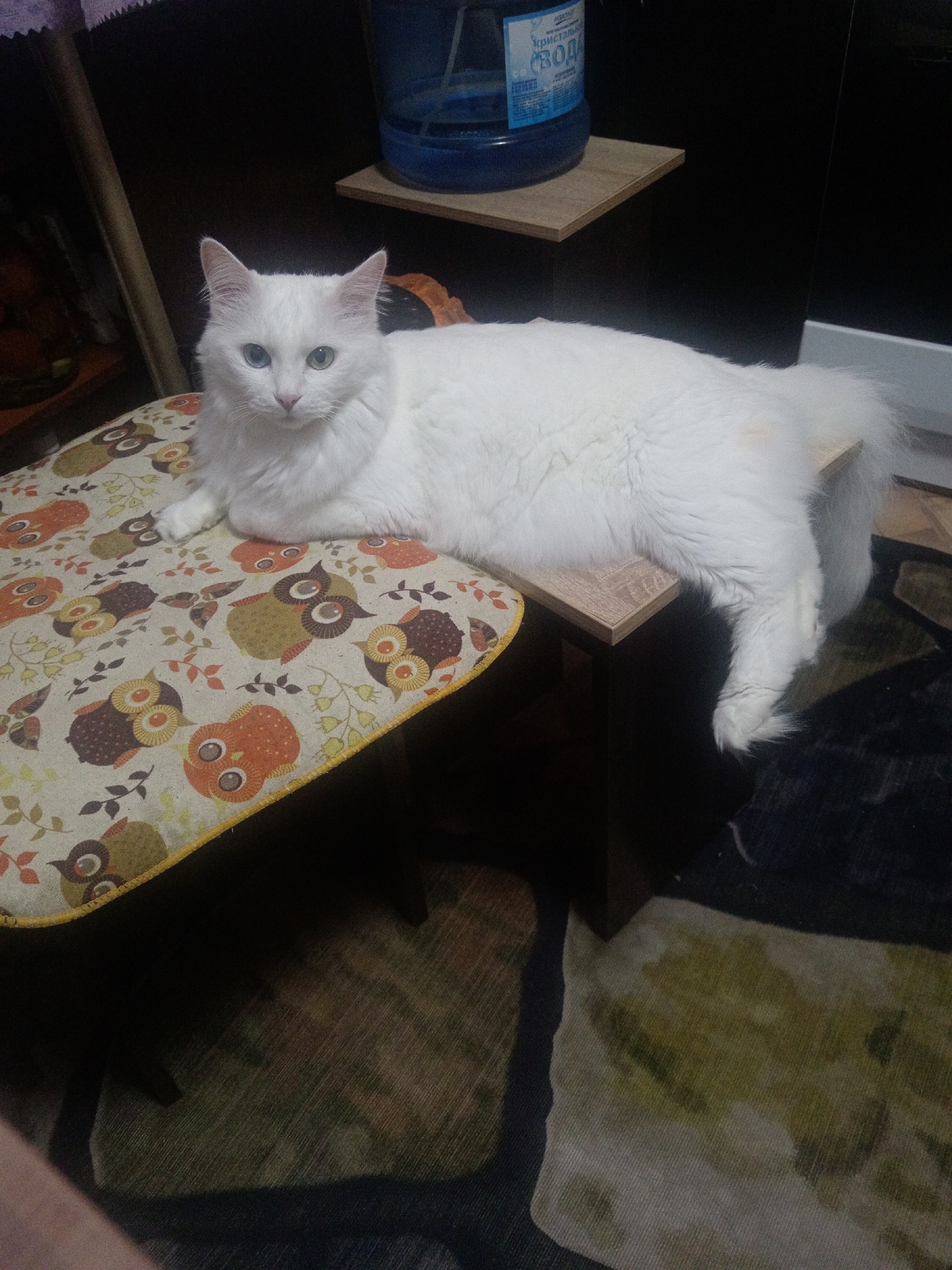 A fluffy white cat with bright green eyes is lying on a small wooden stool with a fabric seat. The seat is covered in a colorful pattern of owls and leaves. The cat is positioned with its front paws on the seat and its body extended over the edge. In the background, there is a large blue water jug on a shelf. The floor is covered with a patterned rug. The scene appears to be indoors, in a residential setting.