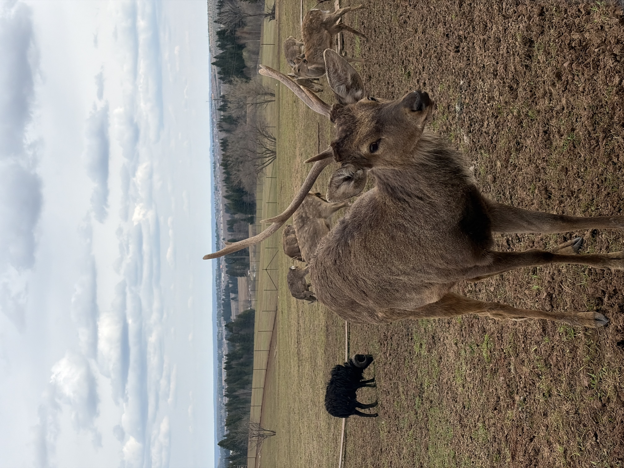 The image depicts a group of deer in a field, one prominently in the foreground with antlers. The background shows a landscape with trees and a cloudy sky. A black ram is present in the lower part of the scene. The location is Ludorvai, Russia. The ground appears to be a mix of dirt and sparse grass. A fence line is visible in the middle ground.