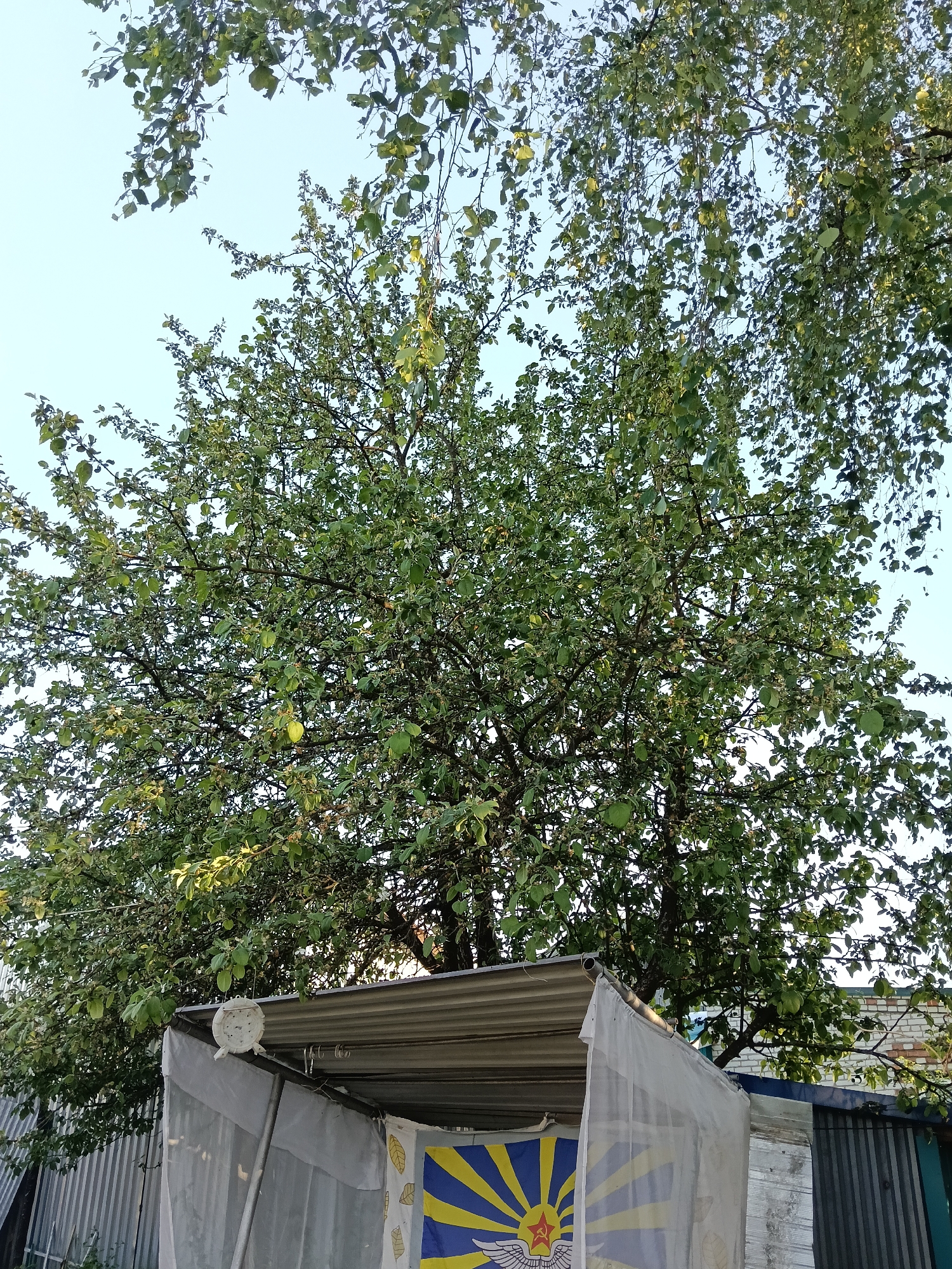 A ground-level, medium-shot photograph shows a large tree with green leaves and a dense canopy overshadowing a corrugated metal structure in Krasny Mayak, Russia. The tree's trunk is partially visible behind the structure. The structure is covered with a white, semi-transparent curtain. Behind the curtain is a flag with a sunburst pattern, yellow stripes, and a red star in the center. A corrugated metal fence is partially visible on the left and right sides of the structure. The sky is light blue.