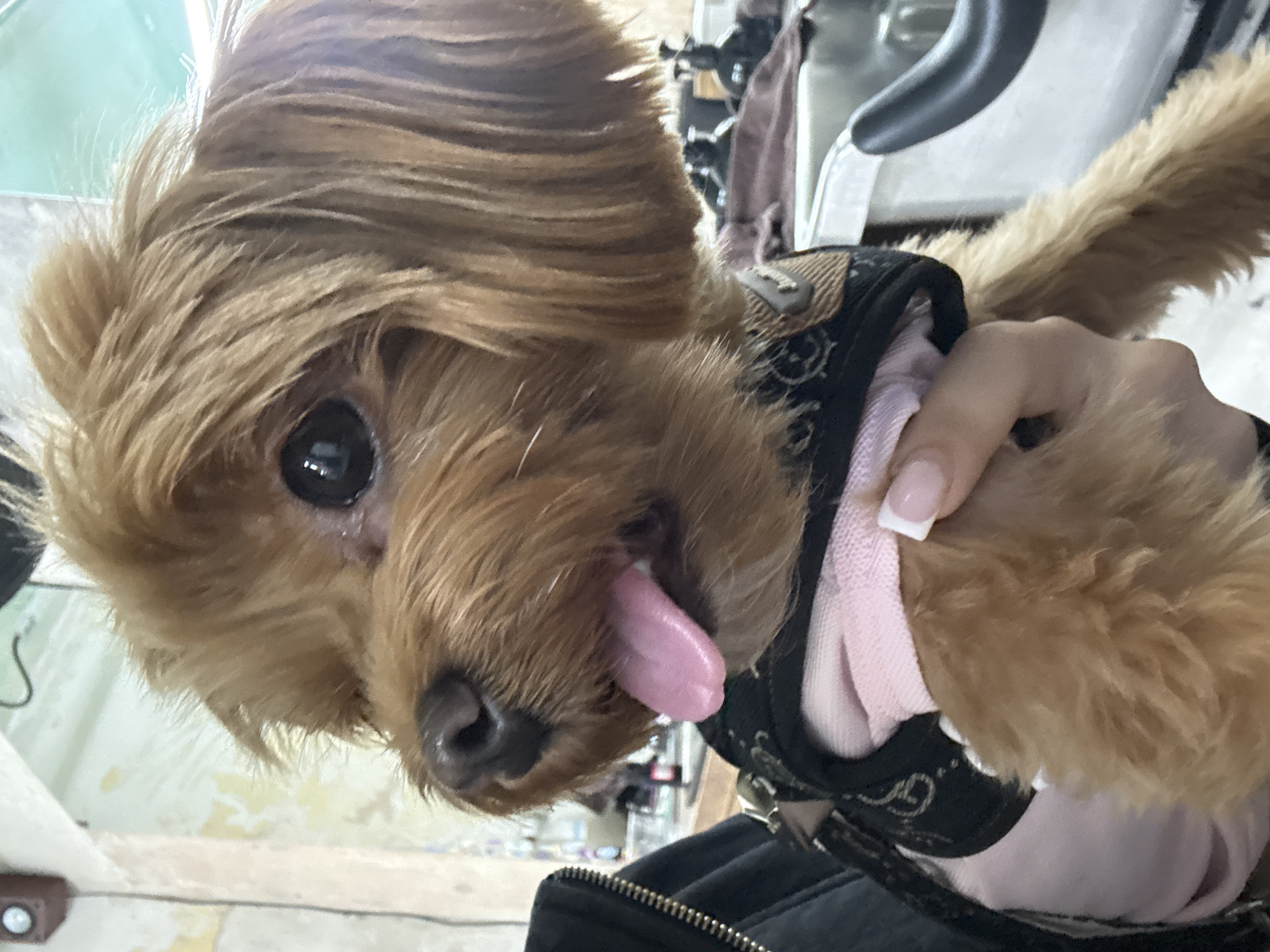 In Prague, Czechia, a small, tan-colored dog with dark eyes and a pink tongue hanging out is held by a person wearing a black jacket and a pink shirt. The dog is wearing a black harness with a pattern and a brown buckle. The background appears to be a dimly lit room with white and light green walls. There are hints of sinks and bottles in the background. A hand with manicured nails is supporting the dog.