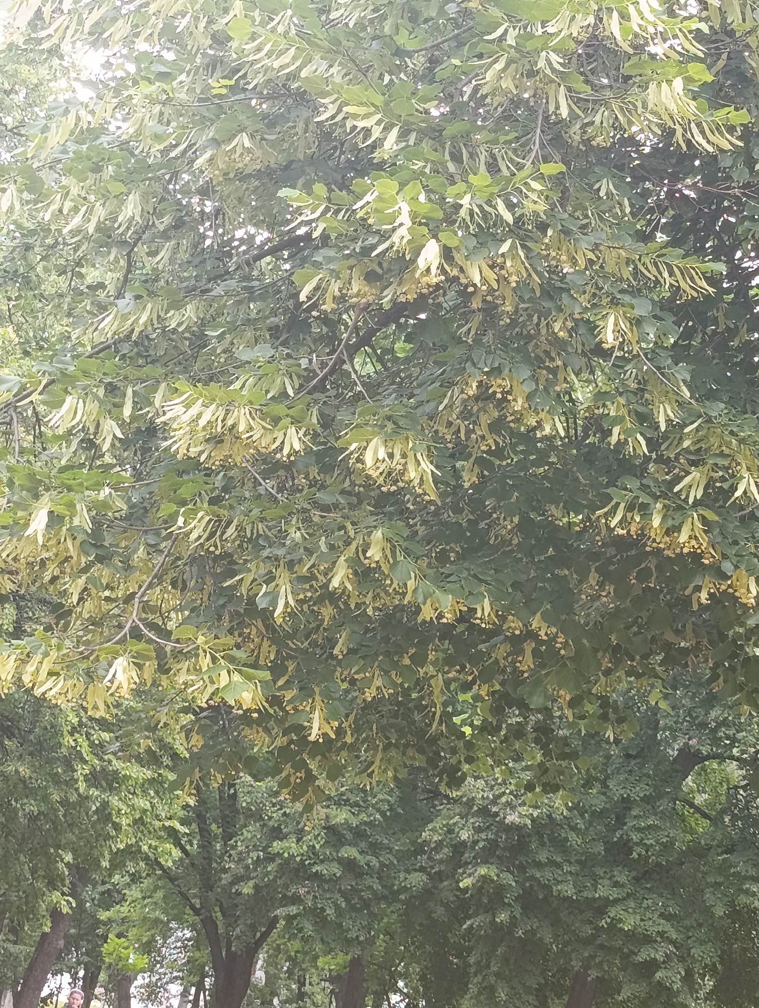 The image captures a dense canopy of a linden tree in bloom, its branches laden with pale yellow blossoms and green leaves. The sunlight filters through the foliage, creating a dappled effect. Below the linden tree, a darker, denser background of mature trees is visible, suggesting a park or a treelined street. A sliver of a building or structure can be seen in the far lower left corner. The image is taken from a slightly low angle, looking up into the tree. The overall impression is one of lush, natural abundance. The scene is likely located in Chernihiv, Ukraine, a city known for its numerous parks and green spaces.