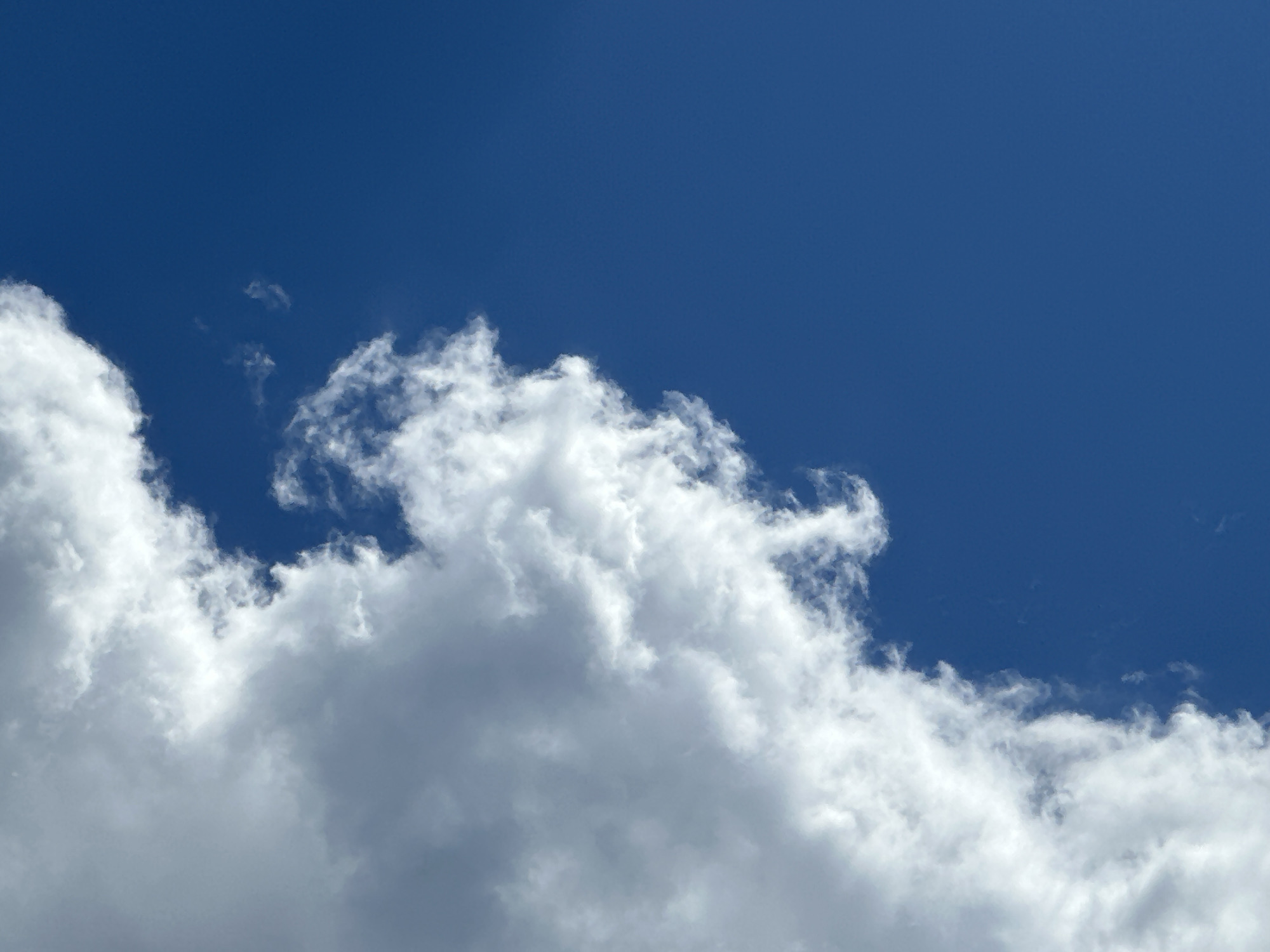 This media file is a photograph of a blue sky with fluffy white clouds. The clouds are concentrated in the lower portion of the frame, with a clear expanse of blue sky above. The lighting suggests it is daytime, likely mid-day, given the bright illumination of the clouds. The weather appears fair and sunny, with the clouds appearing to be cumulus clouds, indicating fair weather conditions. There are no people, objects, or text visible in the image. The scene is a natural landscape, focusing on the sky and clouds. The emotion conveyed is one of openness and tranquility.