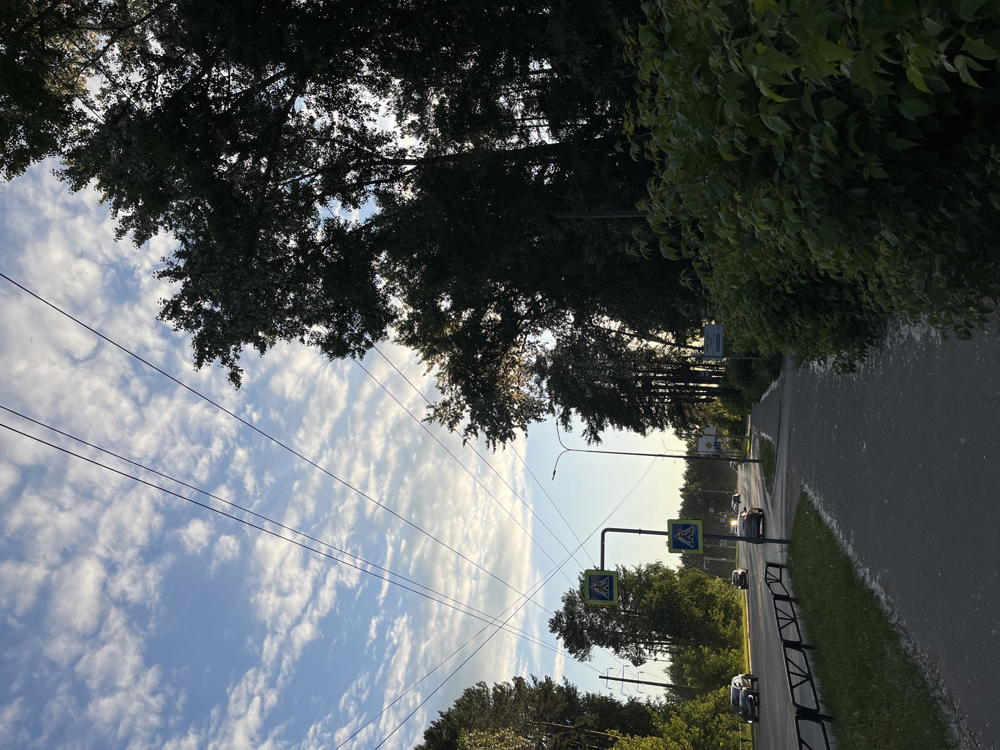 The image captures a late afternoon or early evening street scene in Chaikovsky, Russia. The sky above is light blue with scattered white cumulus clouds, crossed by numerous dark power lines forming an intricate pattern. Dense green trees, comprising both coniferous and deciduous varieties, line the road on both sides, with some appearing silhouetted against the bright sky.
A multi-lane asphalt road extends into the background, accommodating several cars in motion in both directions. A black metal barrier runs along the left side of the road, separating it from a strip of green grass. A paved pedestrian sidewalk parallels the road on the right, bordered by a substantial, dark green hedge. White, fibrous debris, consistent with poplar fluff or similar botanical matter, is extensively scattered across the sidewalk, the grassy verge, and sections of the road surface.
Two pedestrian crossing signs, square blue panels featuring a white triangle enclosing a walking person icon, are mounted on a vertical pole positioned centrally to the left of the sidewalk. A tall street light pole stands further down the road on the right. A partially visible white rectangular sign with Cyrillic text, including "СОВЕТСКАЯ" and "БОТИНСК," is situated amidst the foliage on the right side of the road. No individuals are present in the visible area. The illumination indicates a low sun angle, with warm light highlighting elements and creating soft shadows.