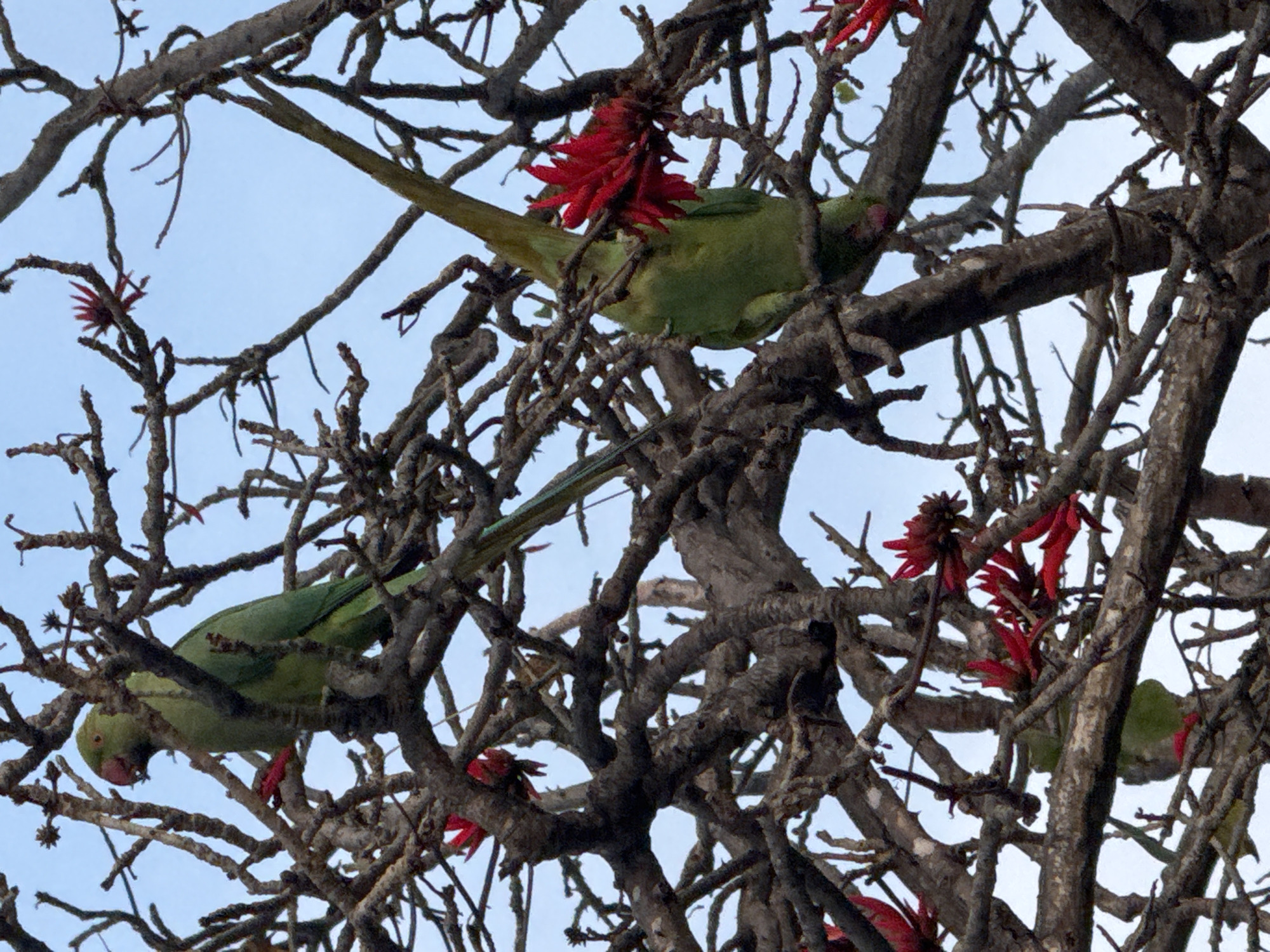 The image shows two green rose-ringed parakeets perched among the branches of a tree in Tel-Aviv, Israel. The tree has bare, gnarled branches and features red flowers. The background is a pale blue sky.