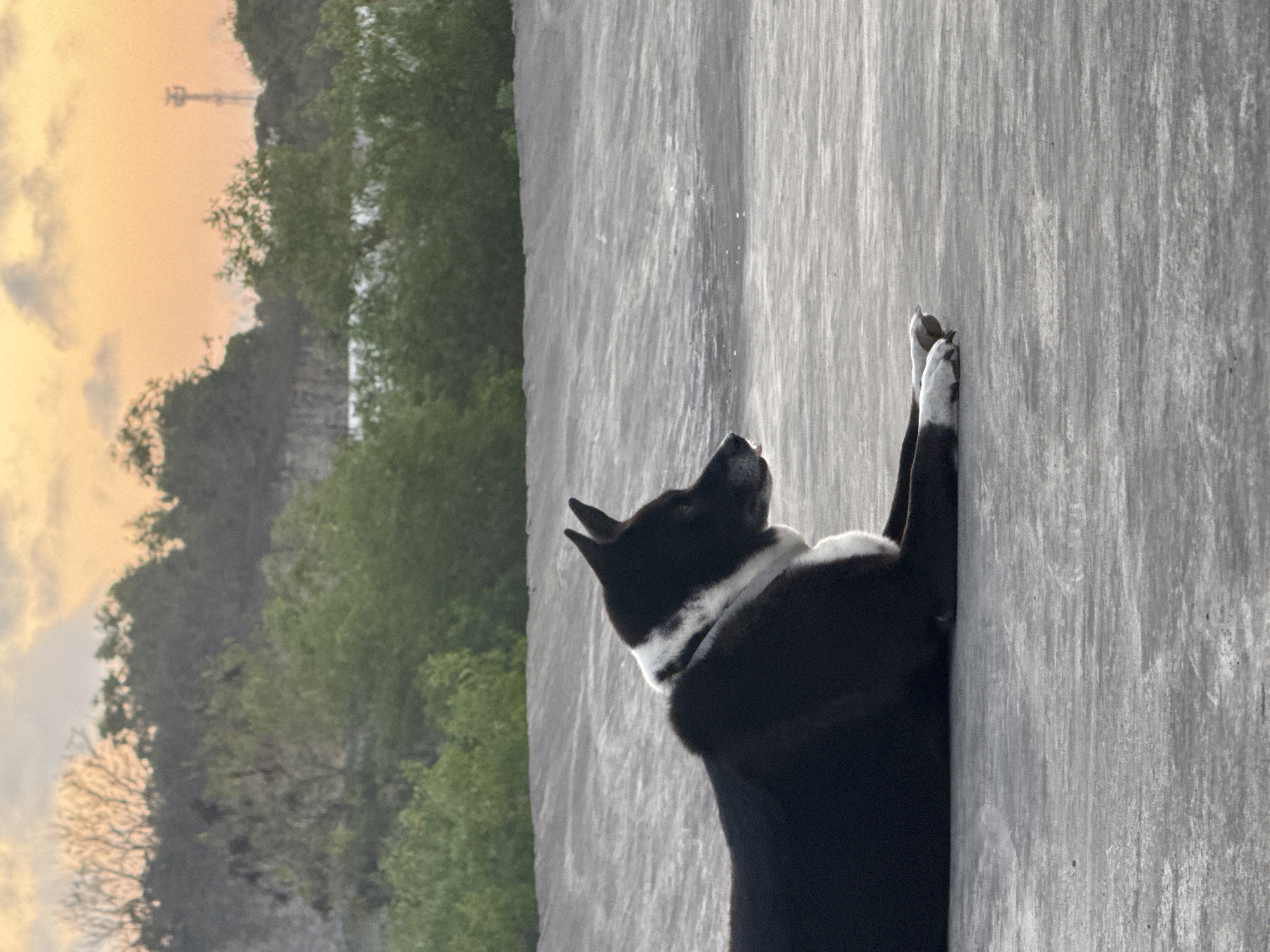 A black and white dog with a white collar rests on a textured grey surface, its front paws extended. The dog's head is turned to its right, looking upwards and slightly to the left with alert ears. In the background, a lush green landscape with trees stretches across the horizon under a hazy, pale orange sky, suggesting either sunrise or sunset. A tall, slender tower is visible in the distance against the sky. The scene appears to be outdoors, possibly in a park or natural area, with the textured grey surface potentially being a wall or pavement. The lighting indicates it is either early morning or late evening. There is no visible text in the image.