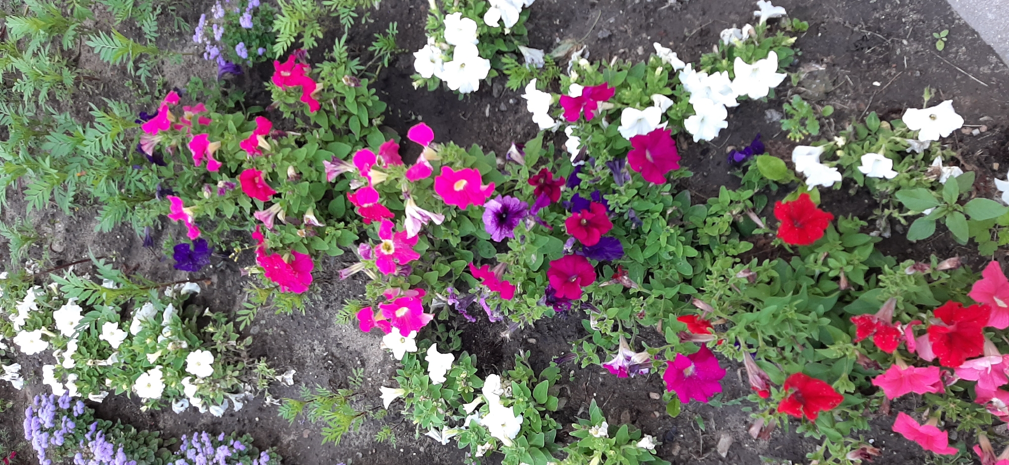 A flowerbed with a variety of petunias in shades of red, pink, purple, and white is displayed in the image. The flowers are densely planted, with lush green foliage surrounding them. The ground beneath the flowers is dark soil, with some visible pebbles and debris. The lighting suggests it is daytime, possibly overcast or late afternoon, as there are no harsh shadows. The image appears to be taken from a slightly elevated angle, looking down into the flowerbed.