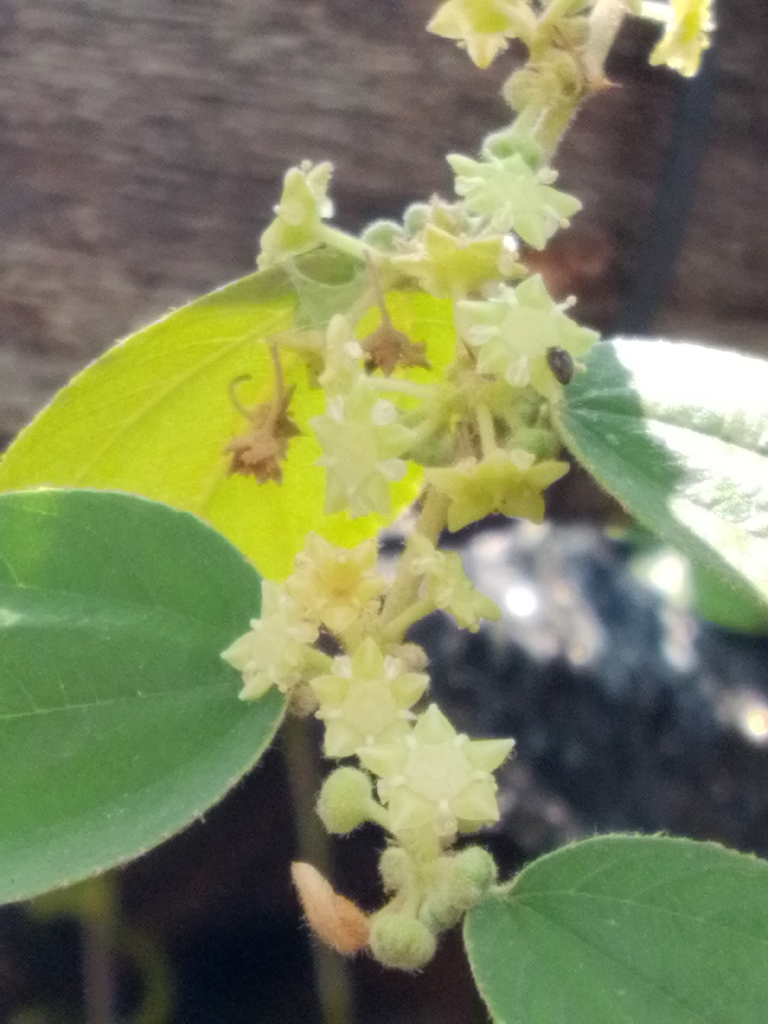A close-up, slightly overexposed shot shows a cluster of small, light-yellow flowers and green leaves. A tiny black insect is visible on one of the leaves. The background consists of blurred dark and brown textures, suggesting a natural or outdoor setting. The image was taken in Bandar Lampung, Indonesia.
