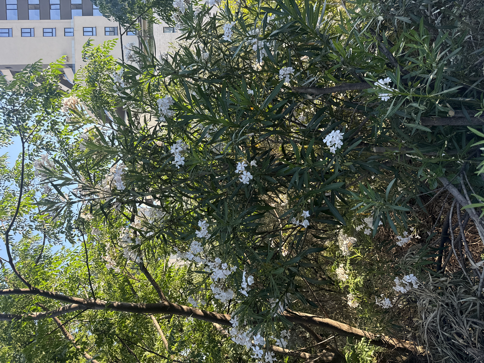 The image shows a close-up of a flowering oleander bush with white blossoms. Behind the bush, a portion of a modern building with a facade of light-colored panels and dark-framed windows is visible. The building appears to be several stories high and has a contemporary architectural style. The environment is outdoors, with sunlight illuminating the leaves and flowers of the bush. The building's design and the presence of vegetation suggest an urban or semi-urban setting. The context of Bečići, Montenegro, implies this scene is likely part of a residential or commercial area in that coastal town.