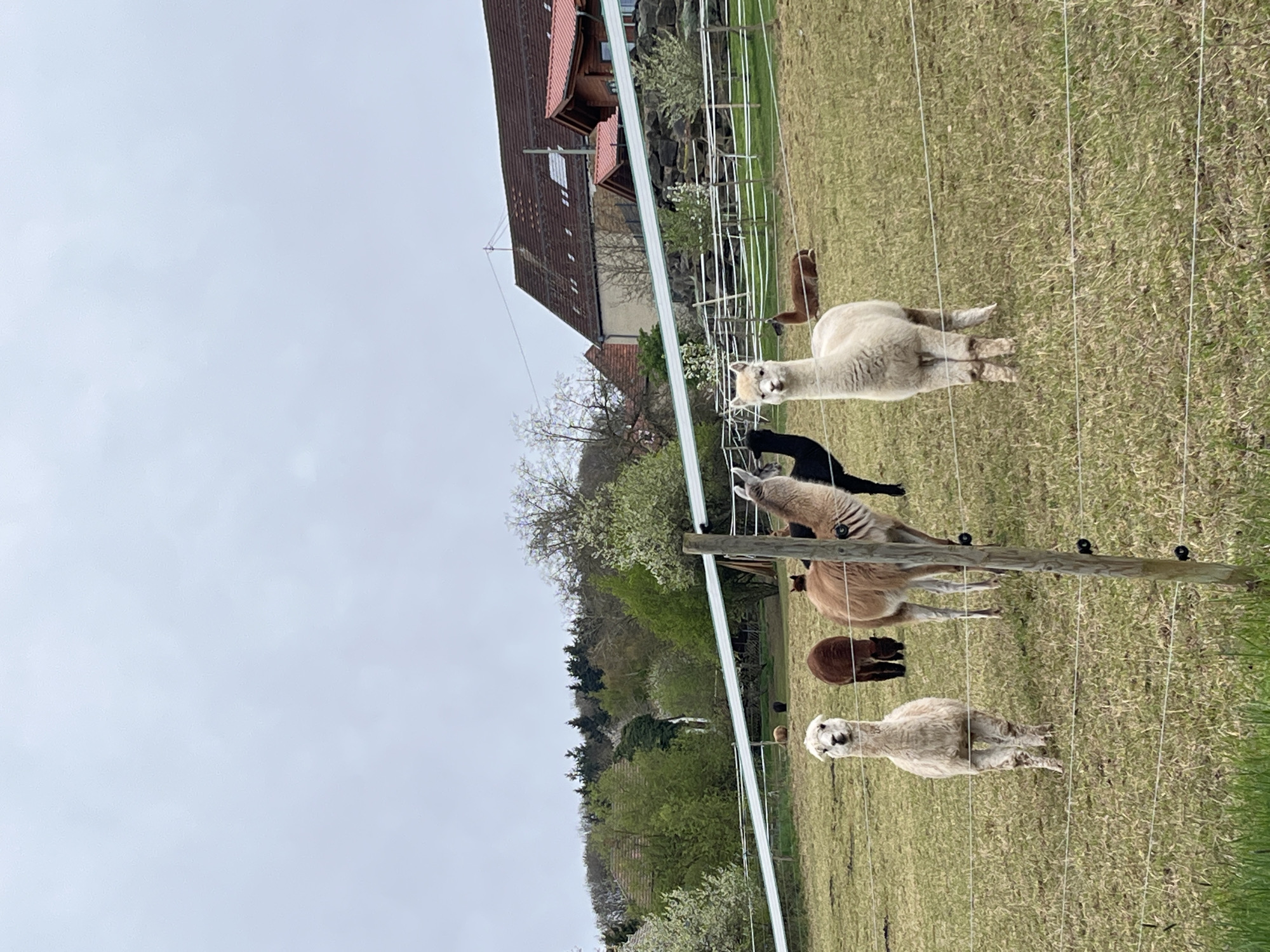 The image shows a grassy field in Bisterschied, Germany. A white electric fence with black insulators runs through the field, diagonally from lower right to upper left. Behind the fence, there are multiple alpacas of varying colors (white, brown, black, and tan) grazing. In the background, there is a residential building with a red roof and trees. The sky is overcast.