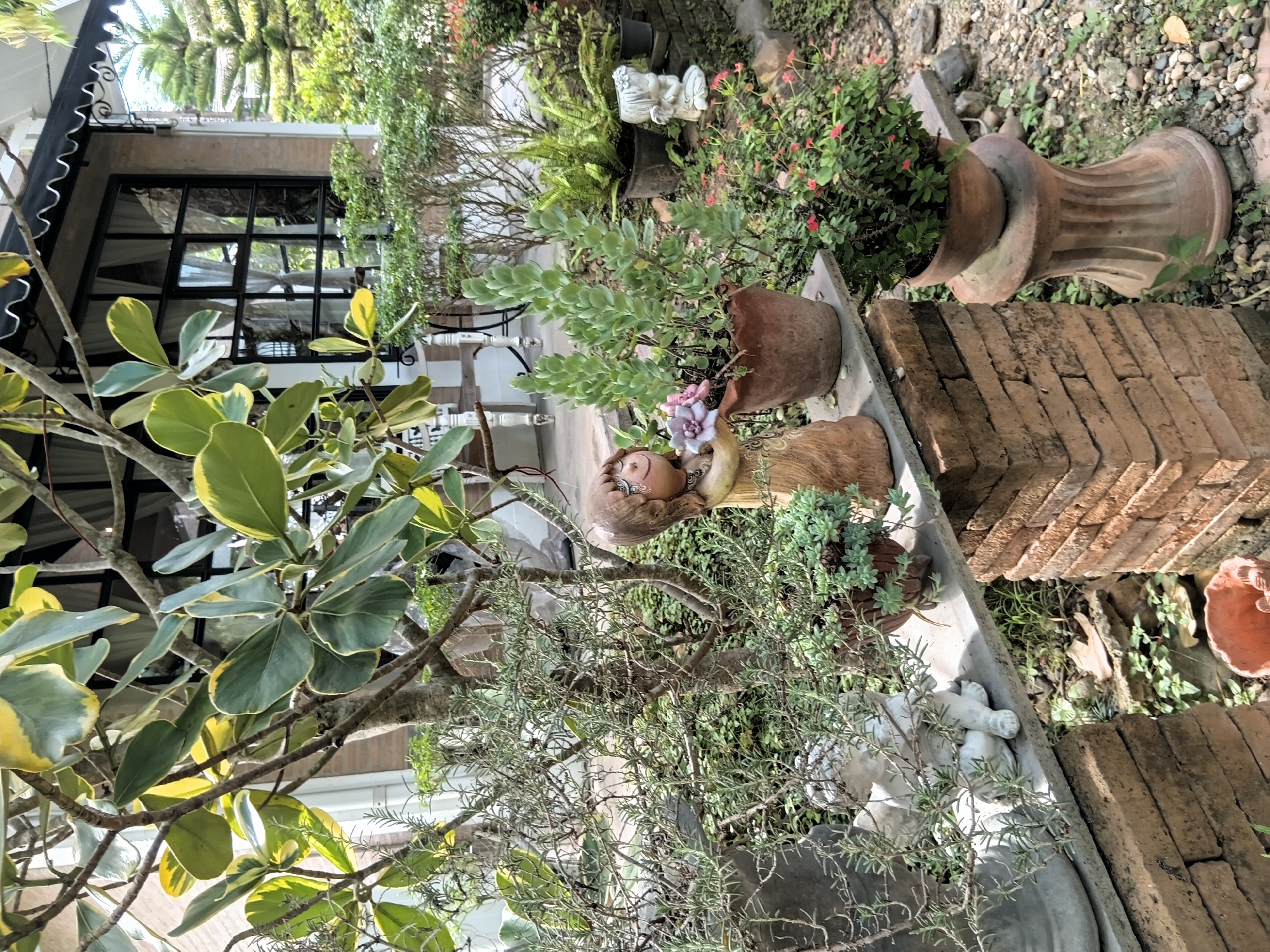 The image depicts an outdoor scene with abundant greenery and decorative elements, likely a garden or patio area. A large potted plant with pale green, variegated leaves is prominent in the foreground, its branches extending towards the upper left. To the right of this plant, a ceramic figurine of a child holding flowers stands on a concrete shelf supported by a brick structure. Adjacent to the figurine, another potted plant with tall, succulent-like leaves is visible. Further to the right, a small ceramic angel figurine sits on the same shelf. In the background, a building with a black-trimmed window and a black awning can be seen, suggesting it is a cafe, restaurant, or residence. The ground is covered with gravel and smaller stones, interspersed with low-lying plants and more potted vegetation. Several other potted plants, including one with small red flowers, are scattered throughout the scene. The overall impression is one of a tranquil, well-maintained outdoor space. The specific location in Ban Tong, Thailand, is not visually indicated within the image itself.