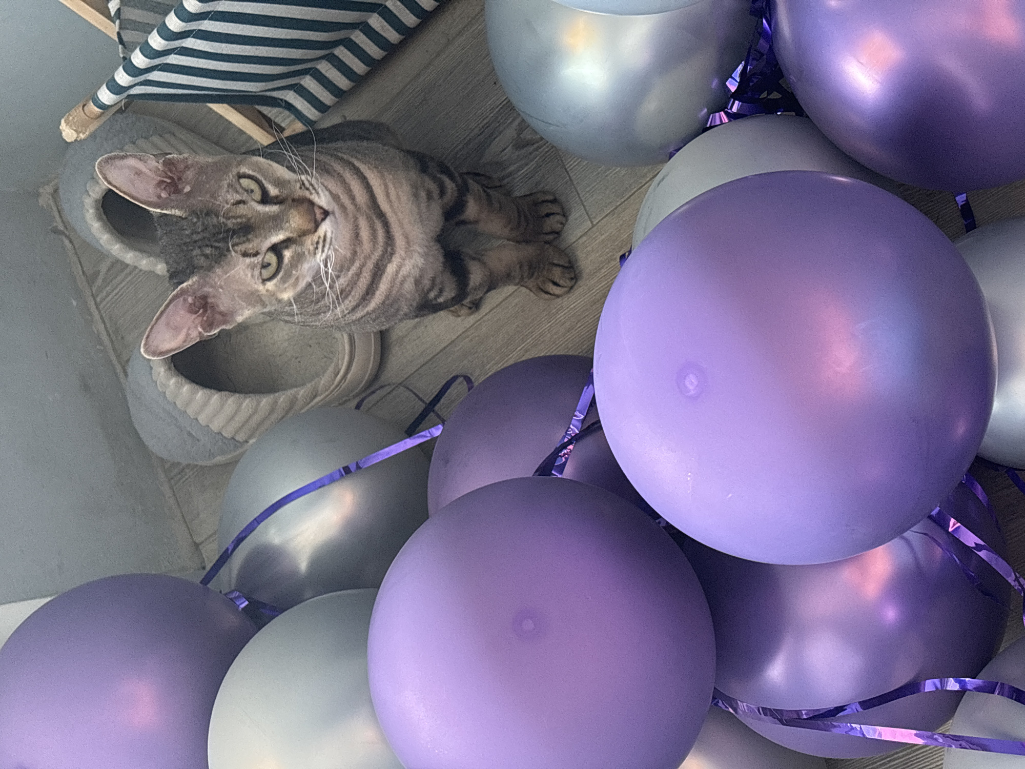 A domestic shorthair cat with tabby markings sits among a cluster of purple and silver balloons on a wooden floor. The cat faces the camera with a direct gaze, its ears perked. In the background, a pair of grey slippers and a striped basket are visible. The scene appears to be indoors, possibly in a residential setting. There is no indication of a location in Natukhayevskaya, Russia.