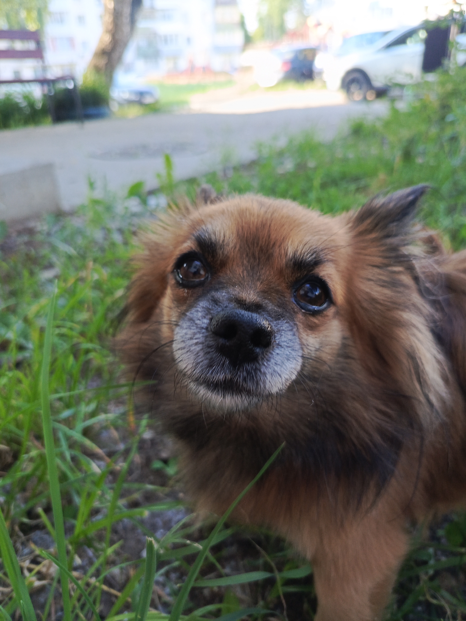 A close-up, low-angle outdoor shot captures a small, long-haired brown dog with a gray muzzle. The dog is positioned in the foreground, with its face occupying a significant portion of the frame. It is surrounded by green grass. In the blurred background, a paved area is visible, with a white car parked on it. Further in the background, there is a light-colored building and a tree. The scene appears to be a residential area in the city of Chaikovsky, Russia.