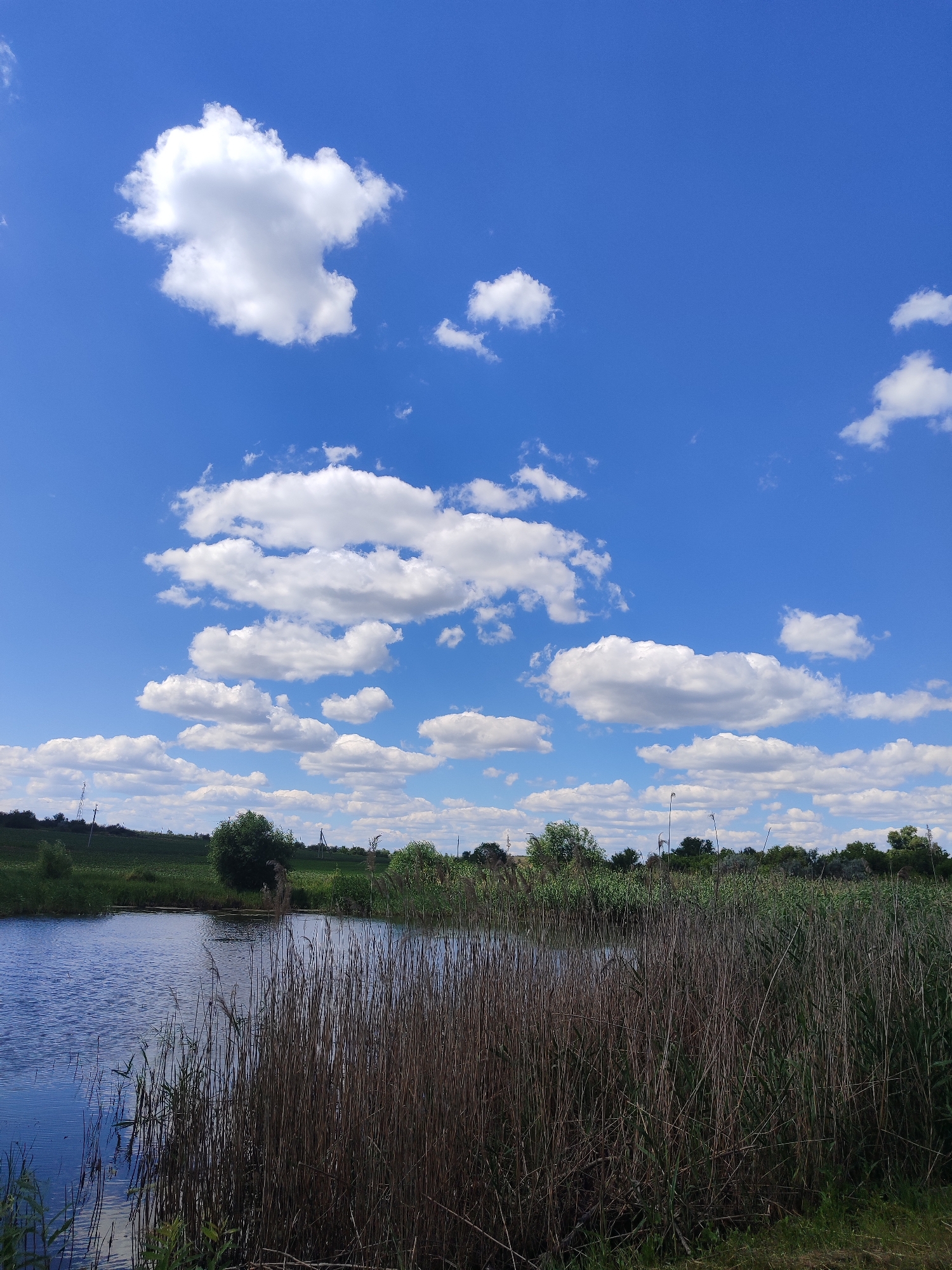 This image depicts a serene natural landscape with a body of water in the foreground, likely a small lake or river, bordered by tall reeds and vegetation. The water is calm, reflecting the bright blue sky dotted with fluffy white clouds. In the background, a gentle green landscape with scattered trees and distant structures suggests a rural or semi-rural setting. The scene is illuminated by natural daylight under a clear sky. It is a landscape photograph taken outdoors. The location is Vyshneve, Ukraine.