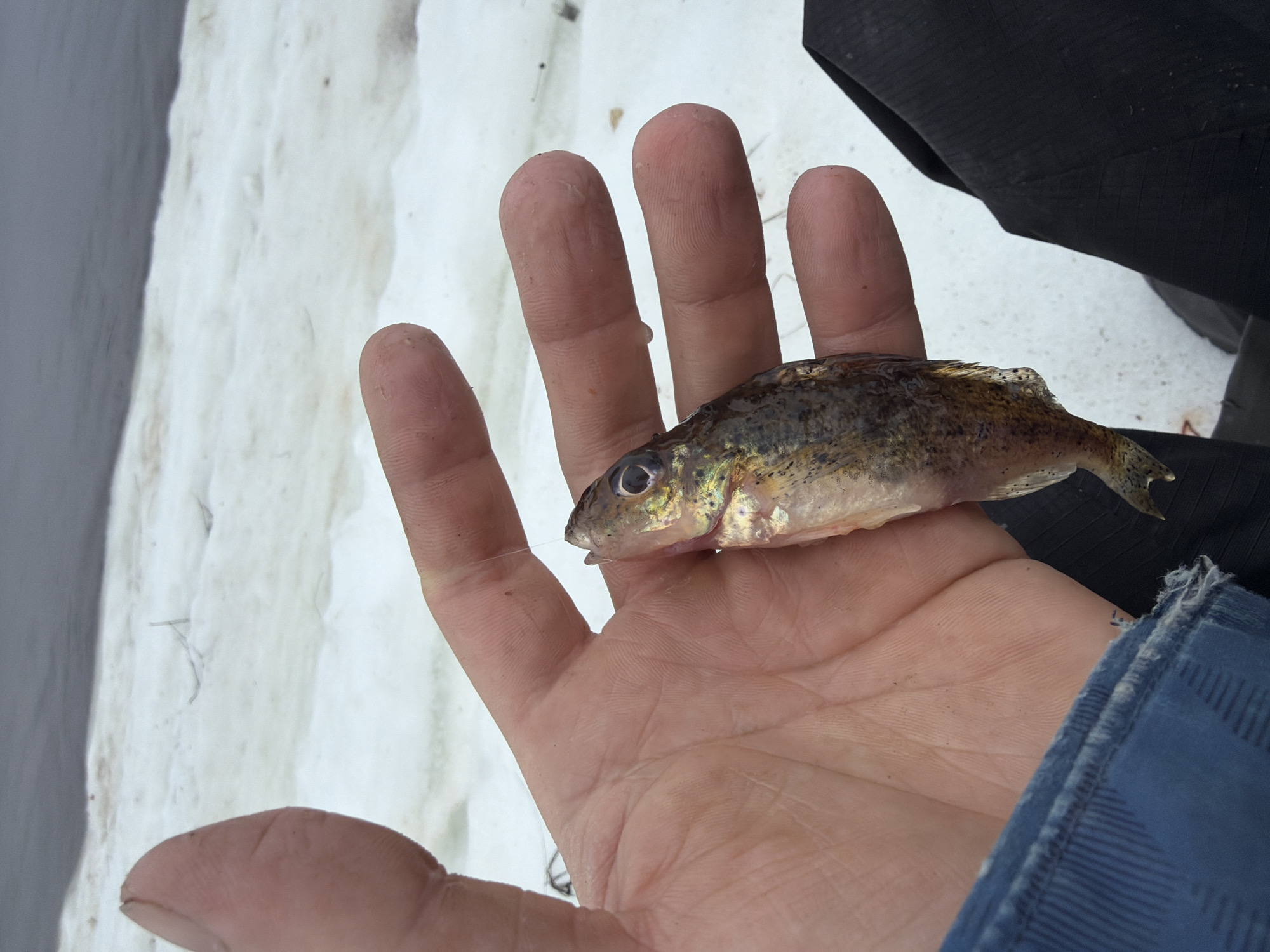 A person is holding a small fish in their hand. The fish is approximately the size of their palm, and it is yellow and brown with some black spots. The person is wearing a blue plaid shirt and black pants. The background is snow-covered, possibly indicating a winter scene. There is no information available to determine if the location is in the city of Chaikovsky, Russia.