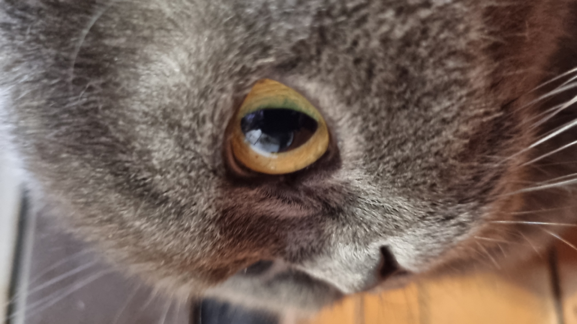 A close-up, side-profile view of a grey cat's face is captured. The focus is on the cat's eye, which is large and has a golden iris with a black pupil. The cat's fur is dense and appears to be short. The background is blurred, with hints of a wooden surface. There is no indication of the location in Vysokoe, Russia within the image itself.