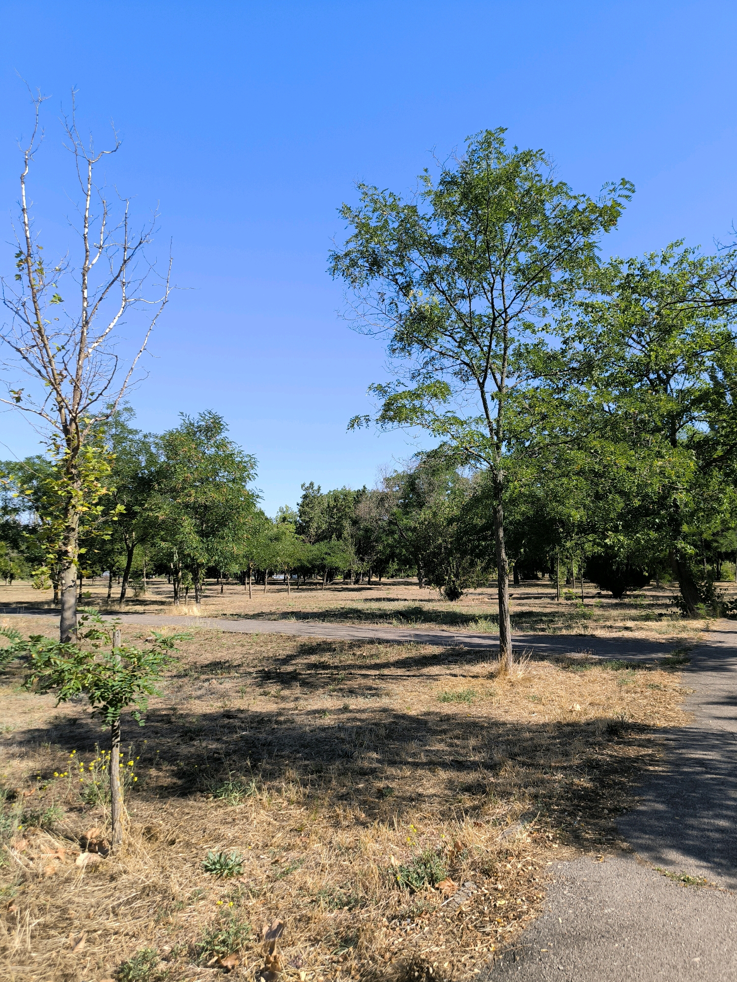 In a park in Mykolaiv, Ukraine, on a clear day with a bright blue sky, a paved path winds through an area with dry, yellowed grass. Tall, mature trees with green leaves line the path, interspersed with some younger trees and a few dead or dying trees with bare branches. The overall impression is of a dry, sunny environment, possibly experiencing summer heat. There are no people visible in the image, and no specific objects or actions are highlighted, creating a serene and natural scene.