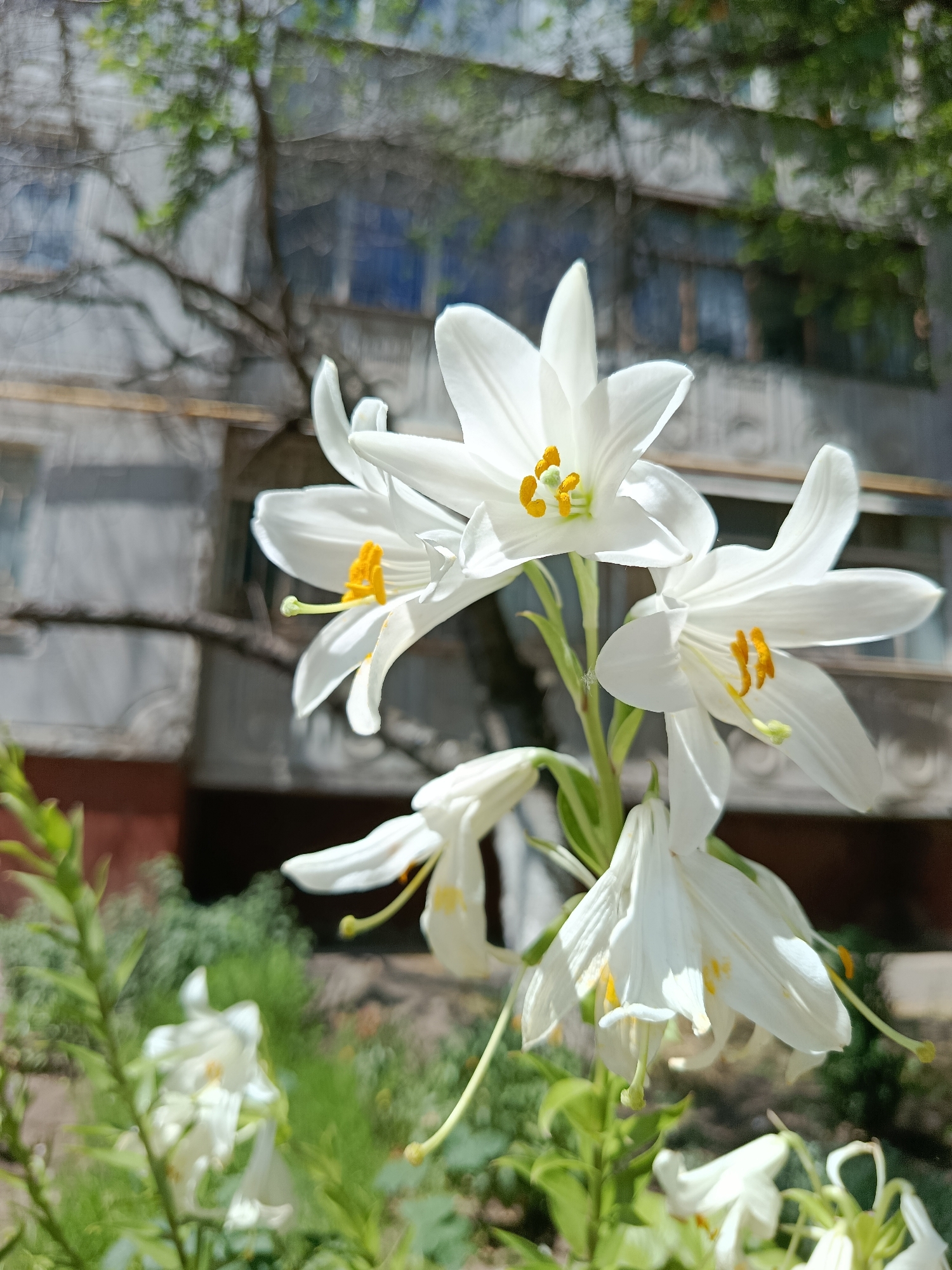 In the foreground, several white lilies with yellow anthers are in bloom. One lily is prominently displayed on the right side of the frame, with its petals unfurled. To its left, another lily is partially visible, with its delicate petals reaching upwards. Below these, a cluster of smaller, drooping lilies can be seen. The lilies are supported by green stems and leaves, which are also visible in the foreground, slightly out of focus.
In the background, a blurred building with a pale facade is visible. Trees with green foliage are also present, casting shadows on the building. The sky is a bright, clear blue, suggesting a sunny day. The overall scene is a close-up of a blooming lily plant, with an urban backdrop.