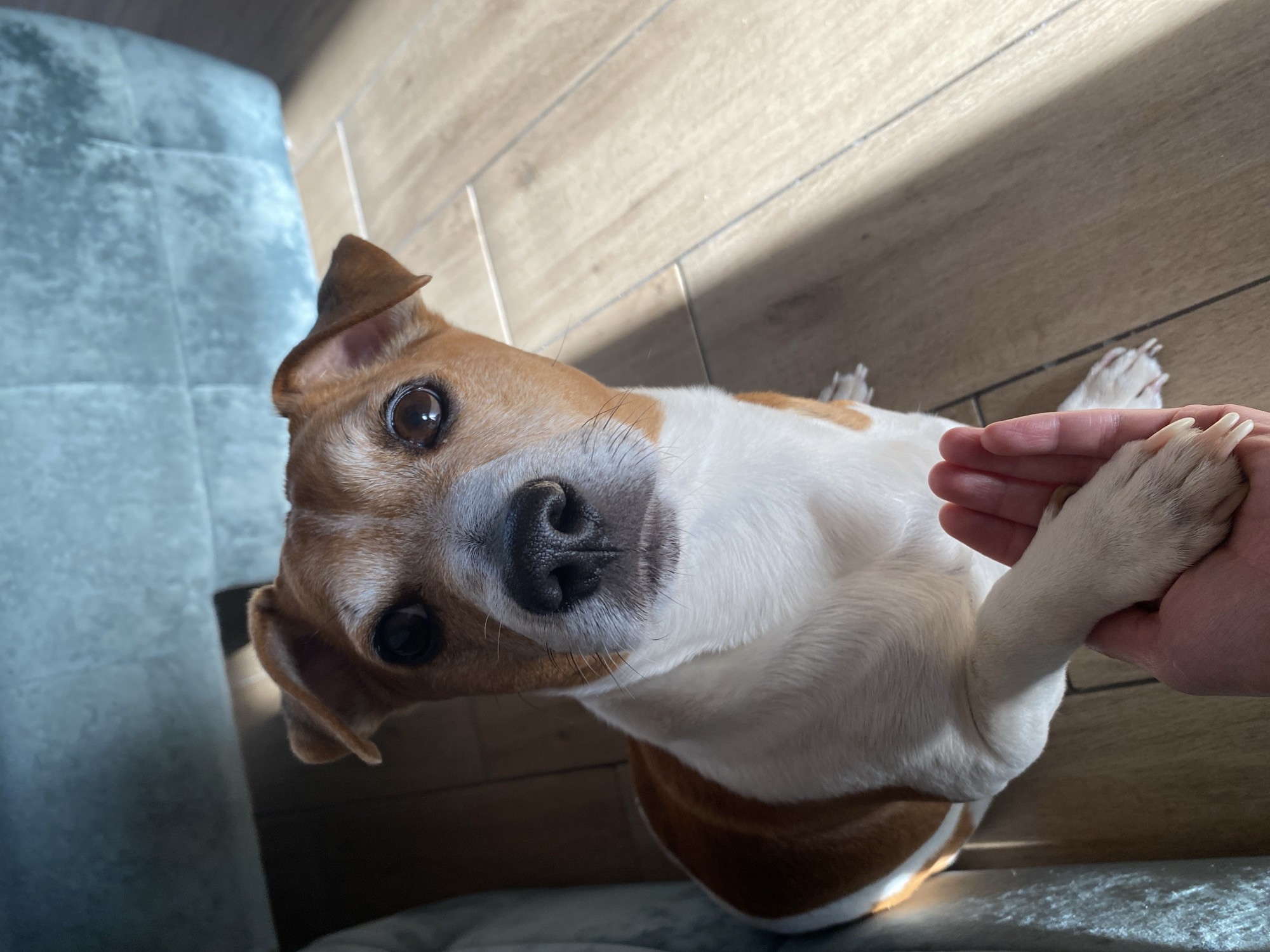 A medium shot shows a Jack Russell terrier looking directly at the camera, with its left paw resting on a person's open palm. The dog has tan and white fur with tan markings around its eyes and ears. The person's hand is positioned in the lower center of the frame, with the dog's paw covering most of it. The background consists of a light-colored wooden floor and a blurred, teal-colored upholstered surface, likely a sofa, in the upper portion of the image. Sunlight streams in from the right, casting shadows on the floor. The scene appears to be indoors, in a domestic setting. The image was likely taken in the city of Chaikovsky, Russia, as the metadata indicates.