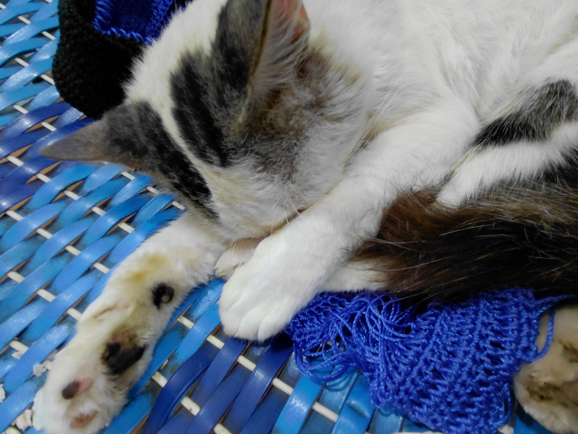 A cat, predominantly white with black and grey markings, is sleeping on a blue woven surface. The cat is curled up, with one paw outstretched. A small blue crocheted item is underneath the cat. The location is unknown and there is no evidence of Santa Ana, Venezuela.