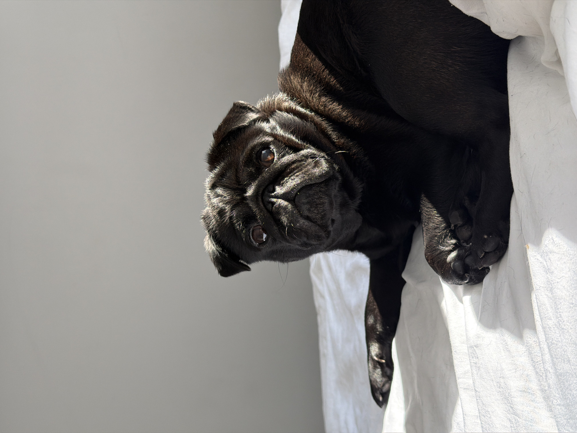 A black pug dog is lying on a white sheet. The dog is on its side, with its head turned towards the viewer. The dog's eyes are open and it is looking directly at the camera. The dog's ears are small and floppy. The dog's nose is short and flat. The dog's tail is not visible. The background is a plain gray wall. The lighting is natural light, coming from the left. The image is taken from a slightly high angle. The scene is indoors, in a room with a simple, minimalist decor. The overall impression is one of a pet resting comfortably in its home.