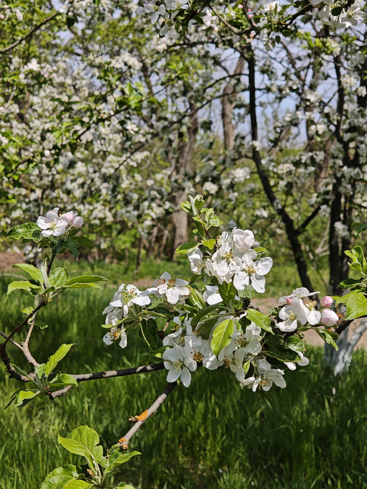The image depicts a close-up of a blossoming apple tree branch in Parkhomivka, Ukraine. The branch is laden with white flowers and green leaves, with some pink buds. The background shows a blurred orchard with trees also in full bloom and green grass. The trees are partially painted white up to a certain height.