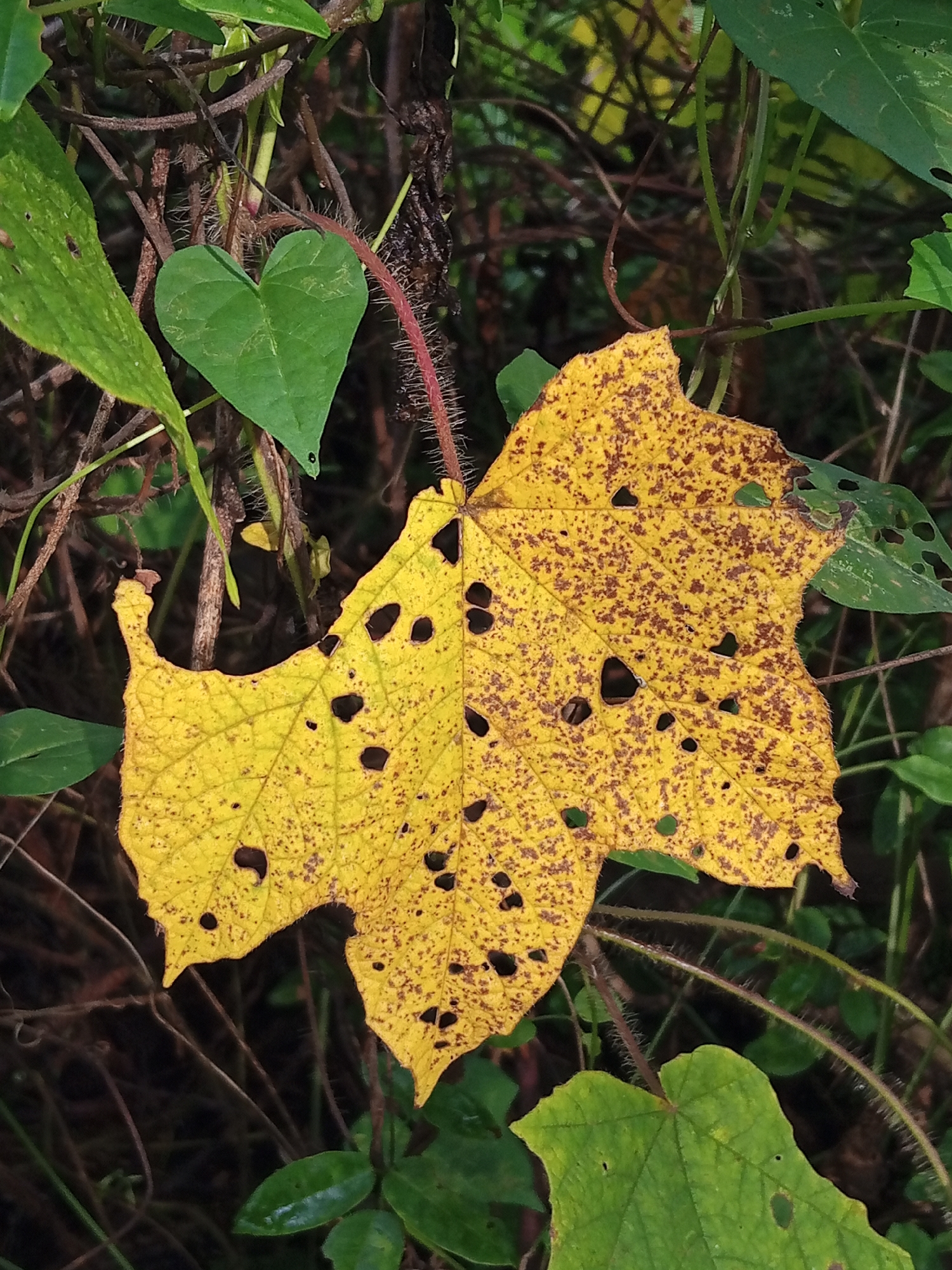 A close-up, eye-level shot captures a wilting yellow leaf with numerous holes and brown spots, hanging amidst green foliage and dark, thorny stems. The leaf, likely from a plant found in Buketteukuh, Indonesia, is the focal point, its faded color and damaged state suggesting the passage of time or insect activity. The surrounding environment is dense with vegetation, with other green leaves and thin, woody vines creating a natural, somewhat untamed backdrop. The lighting appears natural, casting soft shadows and highlighting the textures of the leaves and stems. No people or animals are visible in the frame.