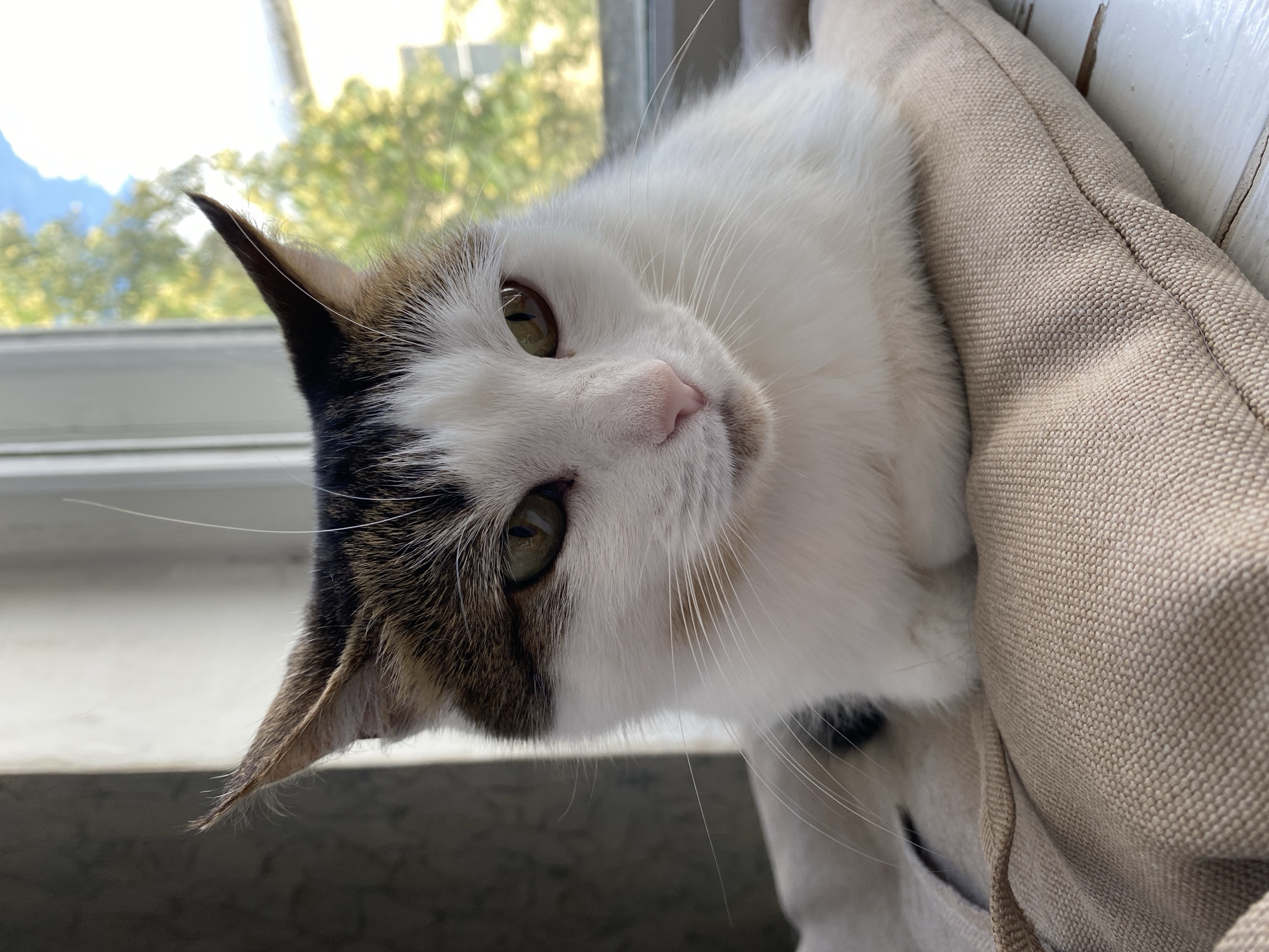The image is a medium shot of a calico cat with white, black, and brown fur. The cat is lying down, with its head tilted to the side, looking directly at the camera. Its eyes are a light green, and its nose is pink. The cat's left ear is pointed upwards, while its right ear is slightly folded. A hint of its body is visible, nestled against a textured, light beige fabric cushion. The background is blurred, but appears to be a window with sunlight streaming through, casting a bright glow. Green foliage and a blue sky are visible outside the window, suggesting it is daytime and the weather is pleasant. The cat's gaze is calm and curious, and its pose is relaxed. There is no visible text in the image.