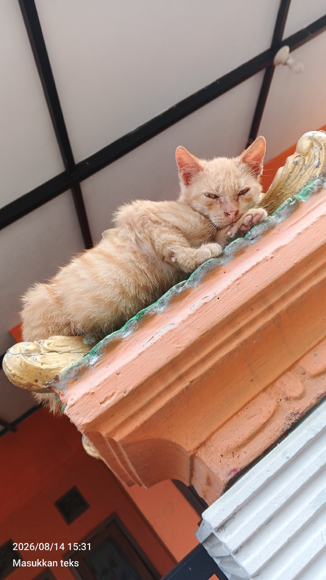 A ginger tabby kitten rests on the decorative ledge of a building. The kitten, with its eyes closed, appears to be sleeping, with its paws tucked underneath its head. The ledge is made of a terracotta-colored material with ornate, gilded detailing. In the background, a white roof structure with black beams is visible, and an orange wall is partially visible below the ledge. The overall scene suggests a relaxed moment for the kitten in an outdoor urban or semi-urban environment. The timestamp on the image indicates it was taken on August 14, 2026, at 15:31.