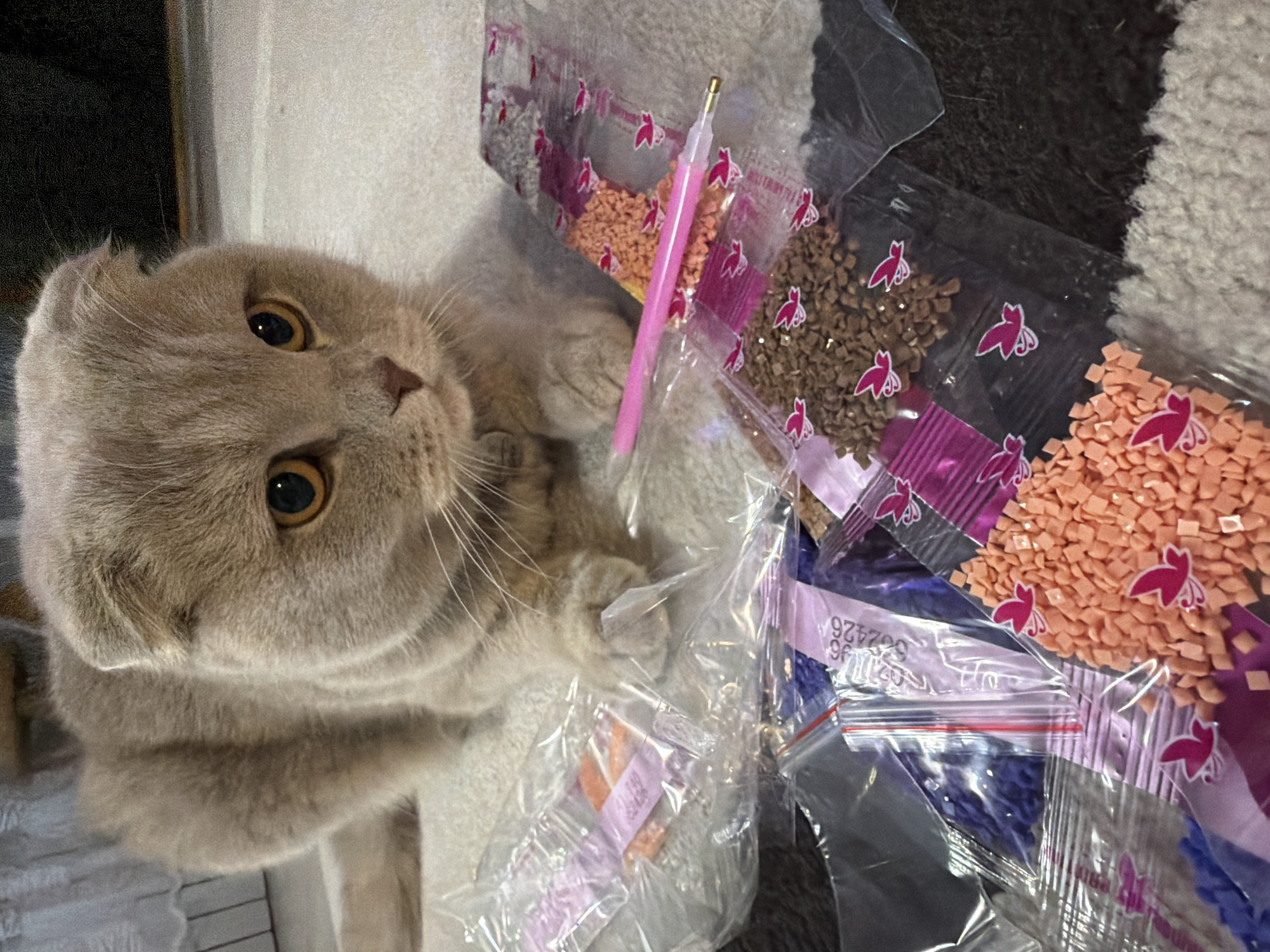 A tan Scottish Fold cat lies among several plastic bags of colorful, faceted crafting beads, and a pink tool, possibly a stylus or applicator. The setting appears to be indoors on a soft, textured surface. There is no discernible indication of the location being Chaikovsky, Russia.