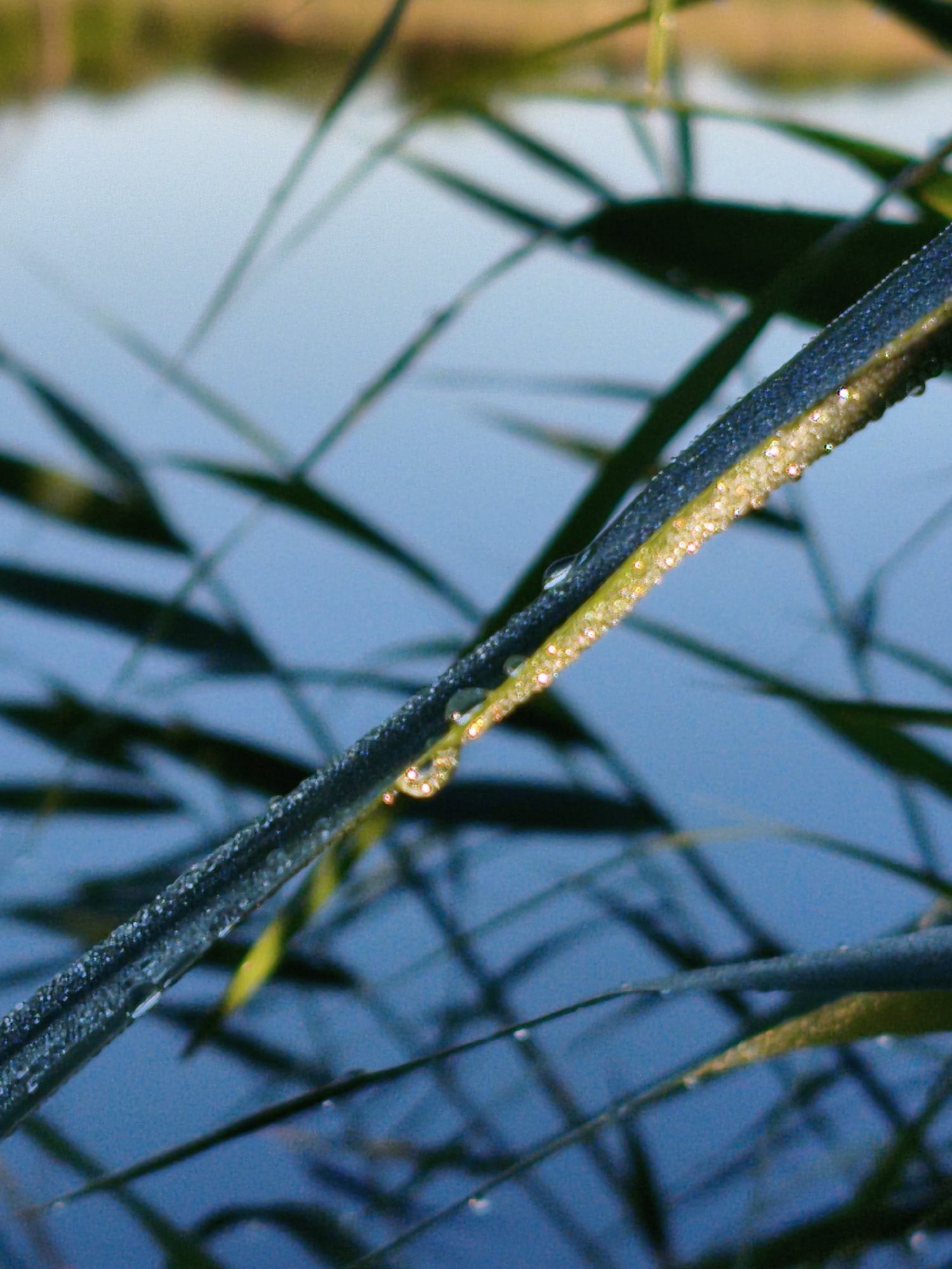The image shows blades of grass, likely near a body of water, possibly in Ustyvytsia, Ukraine. The grass is covered in small water droplets. The background is blurred, suggesting water with reflections of other grass or vegetation.