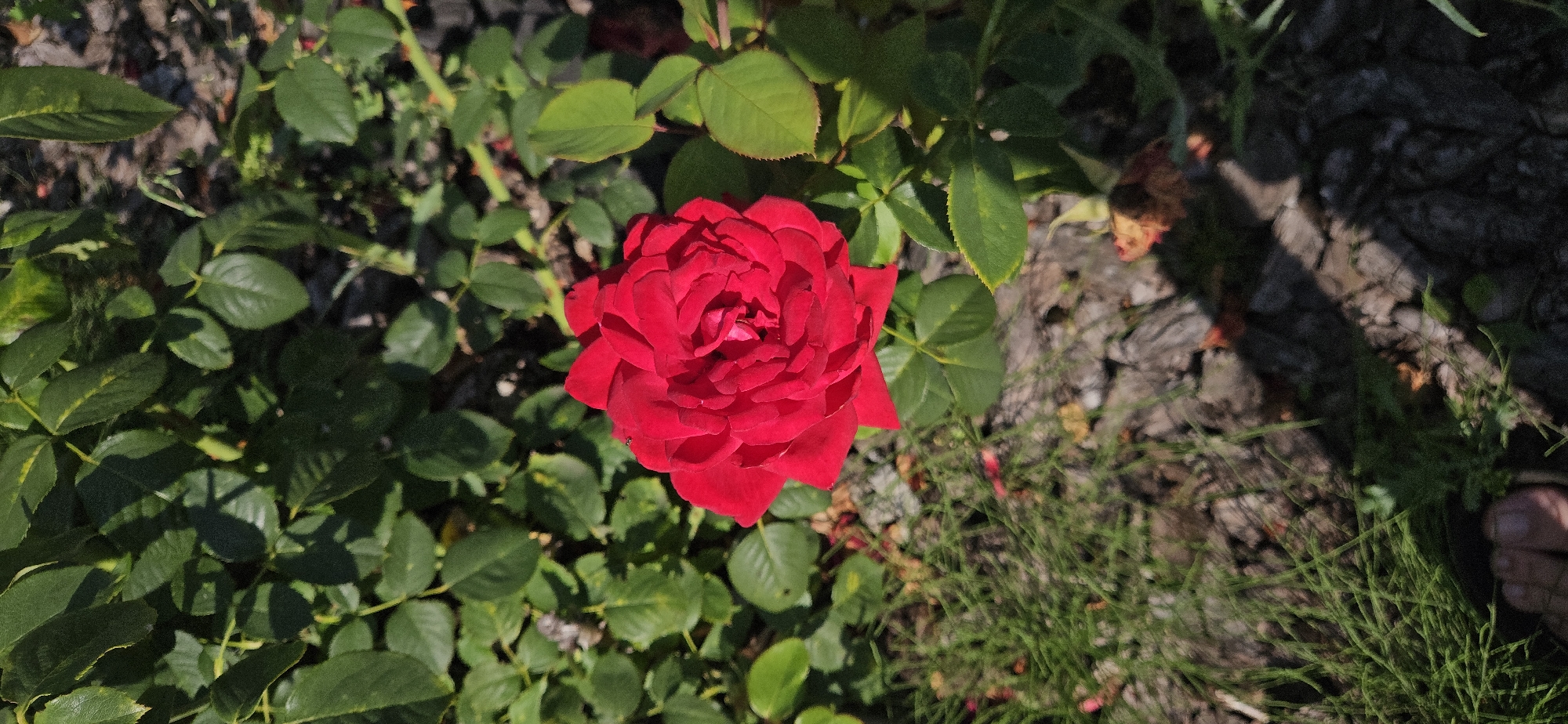 A single, vibrant red rose is in full bloom, positioned slightly off-center in the frame. The rose is surrounded by lush, dark green foliage, indicative of a rose bush. The ground beneath is a mix of dry grass, mulch, and scattered rocks. In the bottom left corner, a portion of a person's bare foot is visible, suggesting the photographer or someone present in the scene. The lighting indicates it is daytime, with sunlight casting shadows through the leaves onto the ground. The overall setting appears to be a garden or park area. There are no specific landmarks or structures visible that would pinpoint a location within Рождествено, Russia.