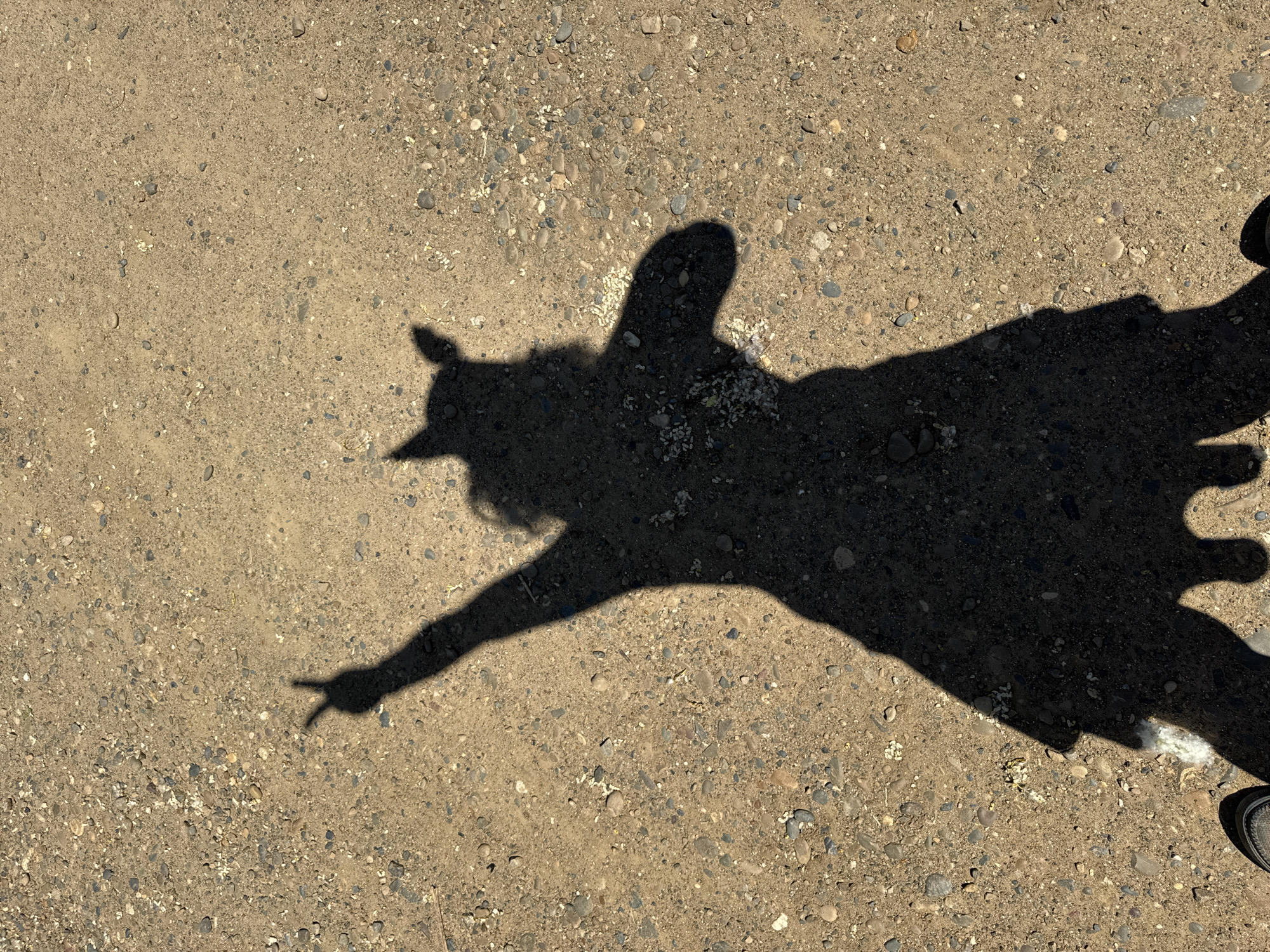 The image shows a shadow of a person on a dirt and gravel surface, with a portion of two shoes visible in the bottom foreground. The shadow depicts a person wearing a dress and what appear to be cat ears, with their left arm raised and their hand forming a peace sign. The ground is composed of small pebbles and dirt, and the lighting suggests it is daytime. There is no visible indication of the city of Chaikovsky, Russia, within the image itself.