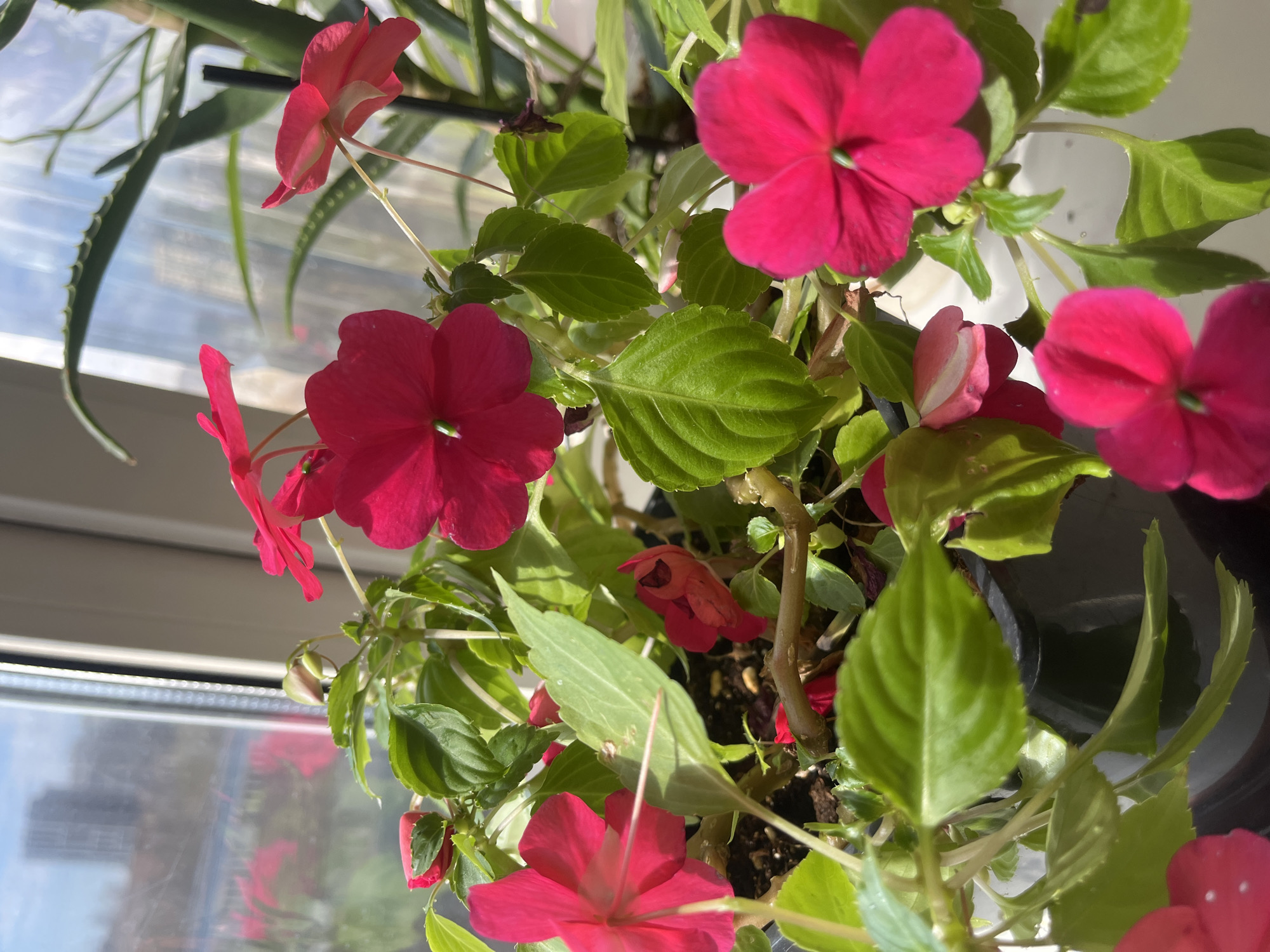 A close-up shot depicts a potted plant featuring vibrant red flowers and green leaves. The plant sits indoors, positioned near a window. The background is blurred, but hints of a cityscape can be seen through the window. The plant is the primary focus, filling the frame with its colorful blooms and verdant foliage. The bright lighting highlights the textures and details of the flowers and leaves. There are no people visible in the image.