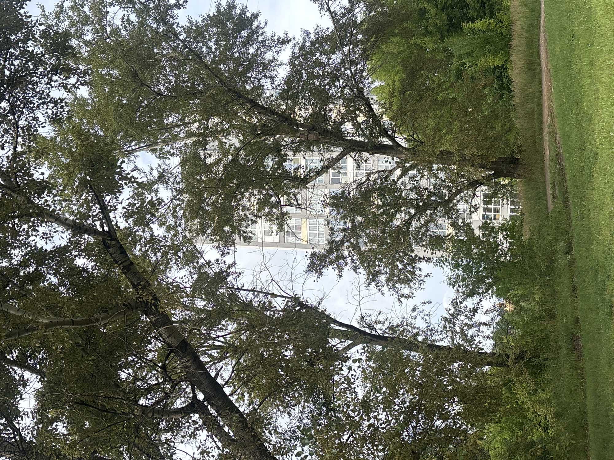 The image depicts a view of a residential building in the city of Ivanovo, Russia, partially obscured by trees. The building is tall and modern, with a facade featuring numerous windows and balconies. The surrounding environment is a park or green space with mature trees, tall grass, and a dirt path. The sky is overcast, suggesting a cloudy day. There are no people or animals visible in the frame. The overall impression is one of urban nature, where residential development integrates with green spaces.