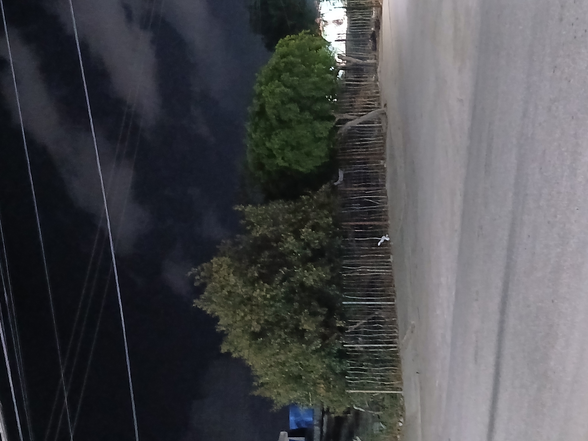 The image captures a nighttime scene in Santa Ana, Venezuela, featuring a row of trees behind a wooden fence. The sky above is dark with visible clouds, and power lines crisscross the upper portion of the frame. The ground in front of the fence appears to be a dirt path or unpaved area. To the right of the trees, a small, white object that may be a bird or a discarded item is visible on the fence. In the foreground, a paved road occupies the lower half of the image, with subtle shadows suggesting artificial lighting. The overall impression is one of a quiet, possibly rural or semi-urban setting at night.