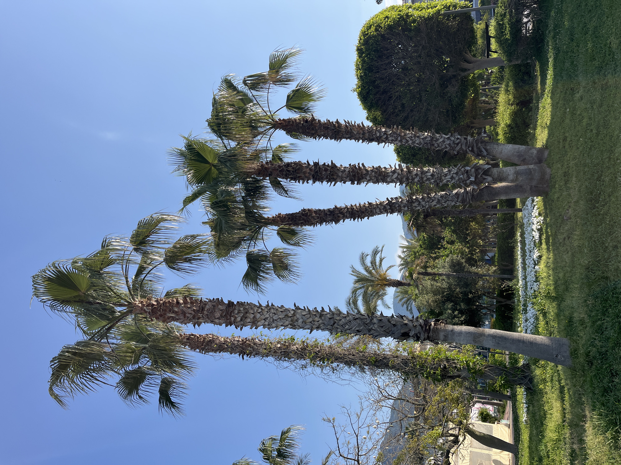 The image depicts a sunny day at a park in Alanya, Turkey. The focus is on a row of tall palm trees with textured trunks and green fronds against a clear blue sky. Behind the palm trees are green shrubs, grass, and white flowers. Additional trees and a structure are visible in the background, adding depth to the scene. The photograph is taken from a low angle, emphasizing the height of the palms.