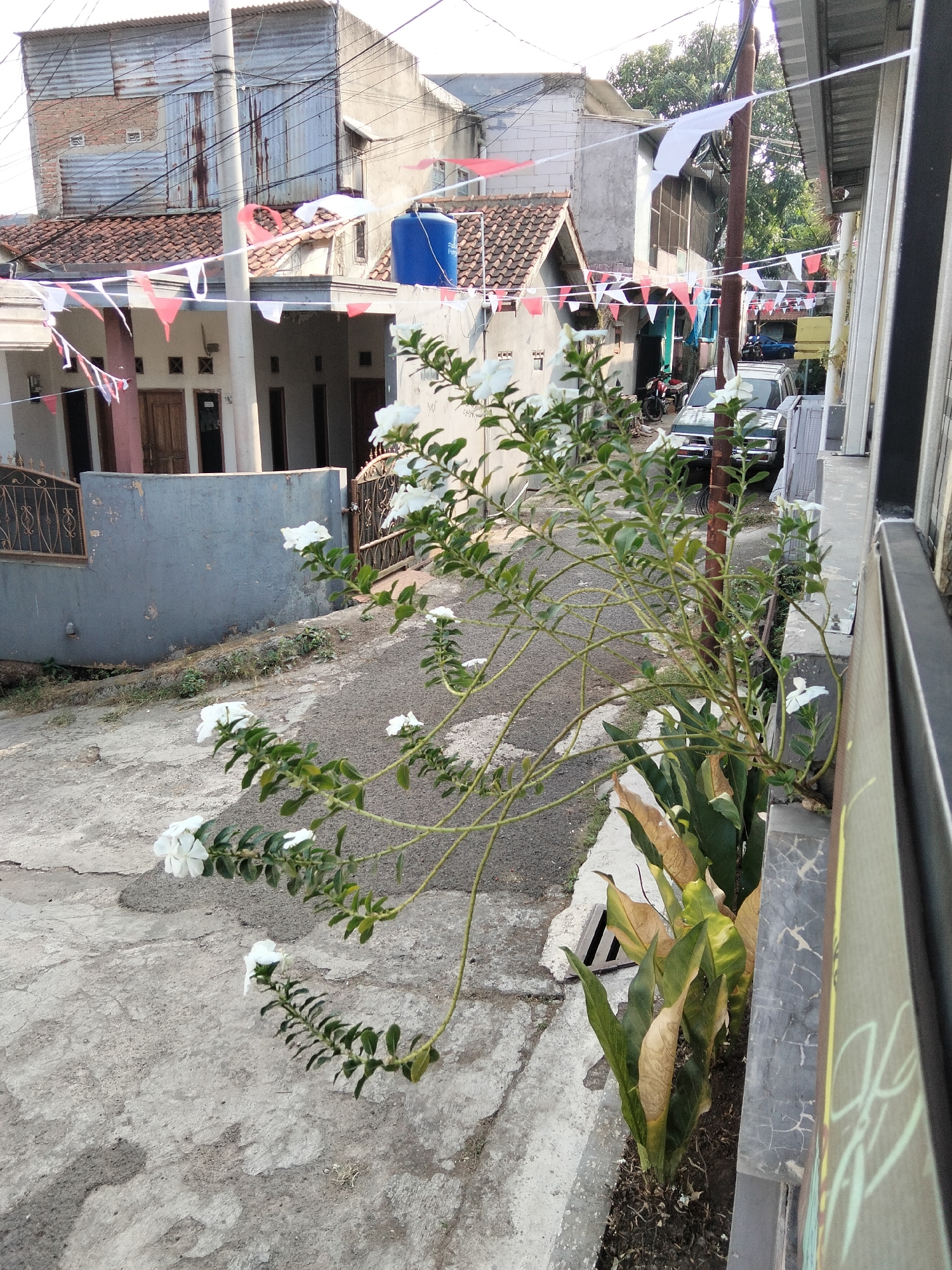 A narrow, paved alleyway in a residential area is lined with houses and decorated with red and white triangular flags strung across wires. In the foreground, a plant with delicate white flowers and green leaves is growing from a planter box. The alleyway leads to a street with parked vehicles, including a silver SUV and a motorcycle. The buildings are constructed with a mix of materials, including corrugated metal and concrete. A blue water tank is visible on the roof of one house. The scene is illuminated by sunlight, casting shadows on the ground. The overall impression is one of a modest urban neighborhood, possibly decorated for a celebration.