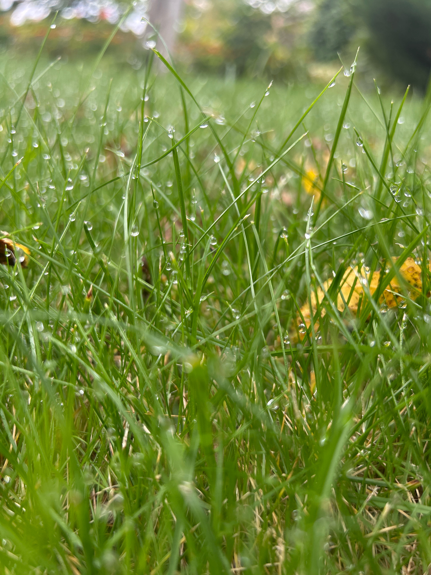 The image is a close-up, low-angle shot of wet green grass. Numerous small water droplets are visible on the blades of grass, reflecting light and creating a bokeh effect in the background. A few yellowed fallen leaves are interspersed within the grass. The background is out of focus, showing blurred greenery and hints of foliage from trees. The lighting suggests an overcast or early morning/late evening setting. The scene appears to be a natural outdoor environment, likely a lawn or park area. The location is specified as Азінскі сельскі Савет, Belarus. There are no people or animals depicted in the image.