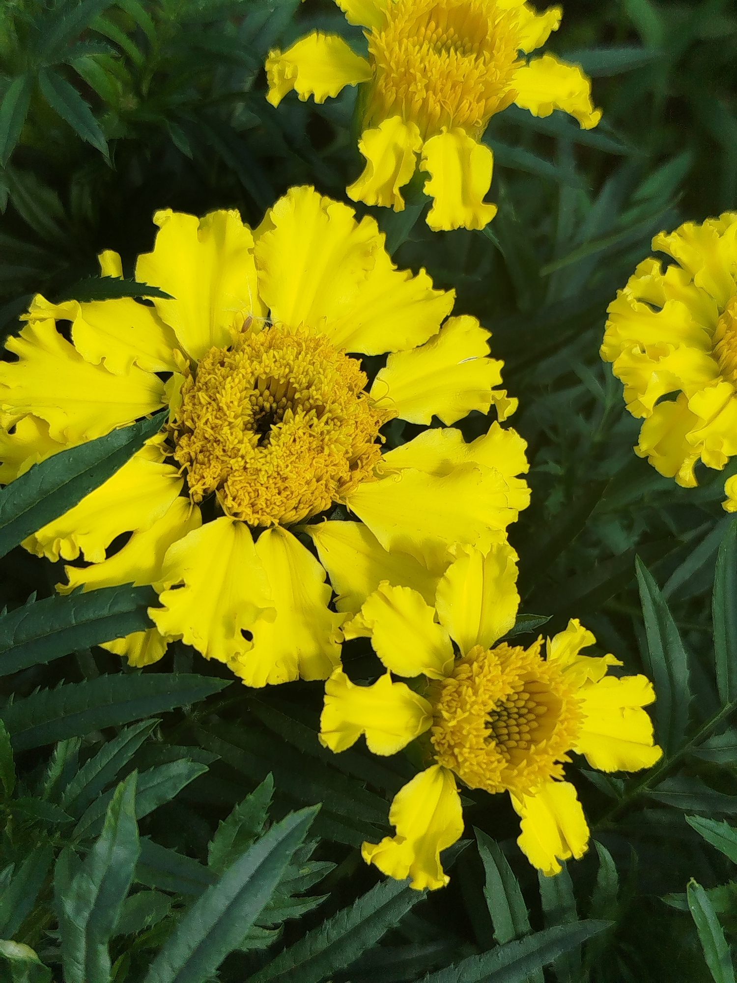 A close-up, overhead view of several bright yellow marigolds in various stages of bloom, nestled amongst dark green, serrated leaves. The flowers have ruffled petals and textured, darker yellow centers. The background is filled with the deep green foliage, creating a natural, outdoor setting. The image was taken in Zavodoukovsk, Russia.