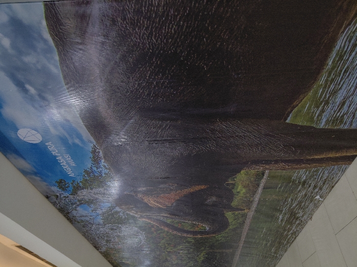 An image of an elephant is printed on a wall, angled upwards to the left. Part of the animal's body fills the frame, its trunk curving near the bottom. A river and some trees are visible in the background. The upper portion shows the elephant's dark skin texture. On the lower left, a light blue sky with some text is visible. The left and right sides of the mural are adjacent to parts of the building's interior, possibly a hallway or corridor.