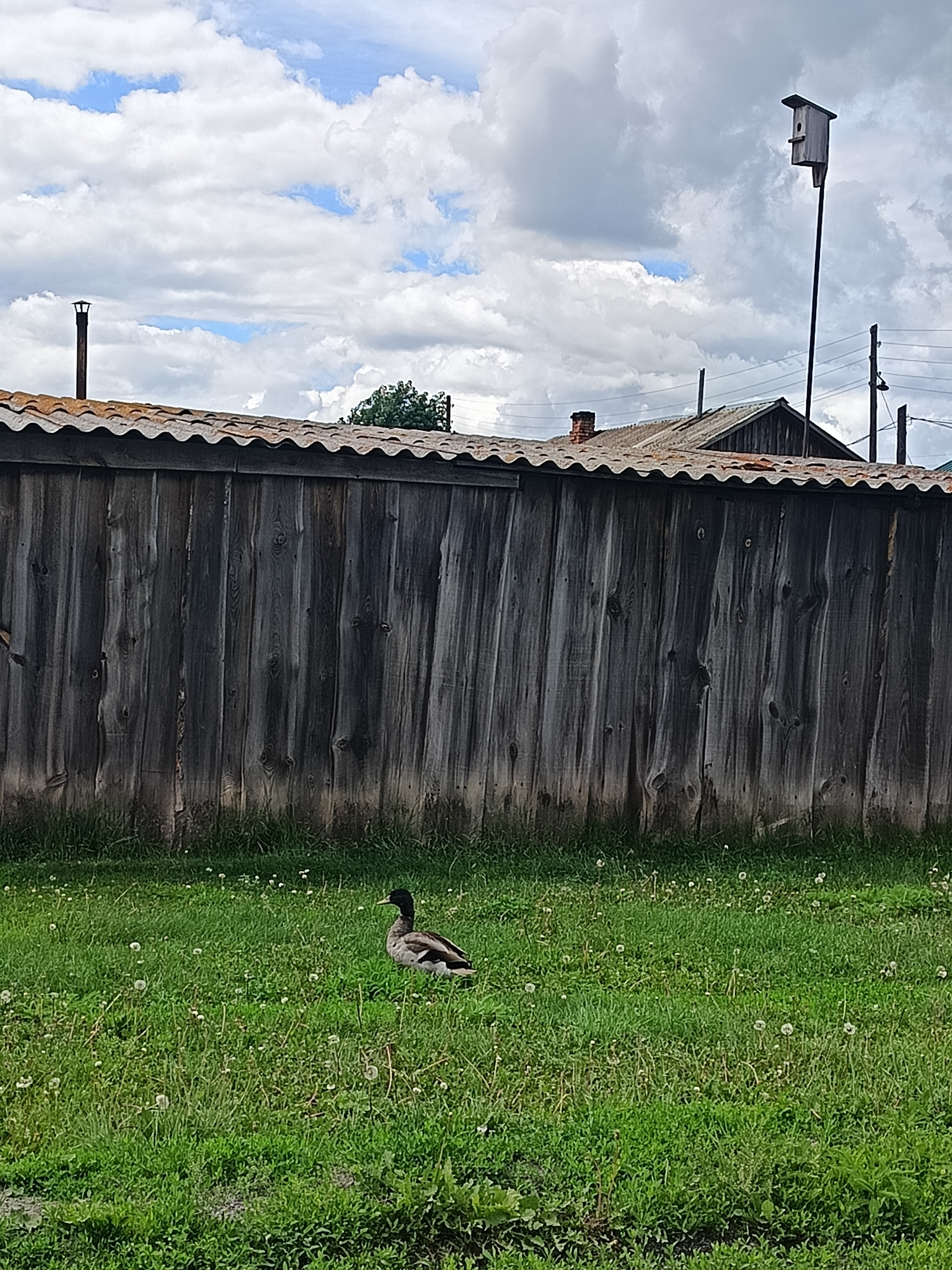 A single duck stands on a grassy lawn in front of a weathered wooden fence. The duck is facing to the right, with its head slightly lowered. The grass is green and dotted with white dandelion seed heads. The fence is made of vertical wooden planks and appears old and worn. In the background, behind the fence, are several rooftops and a birdhouse mounted on a pole. The sky above is filled with large, fluffy clouds, with patches of blue visible. The scene appears to be an outdoor setting in a rural or suburban area, possibly in the city of Kamennoye, Russia.