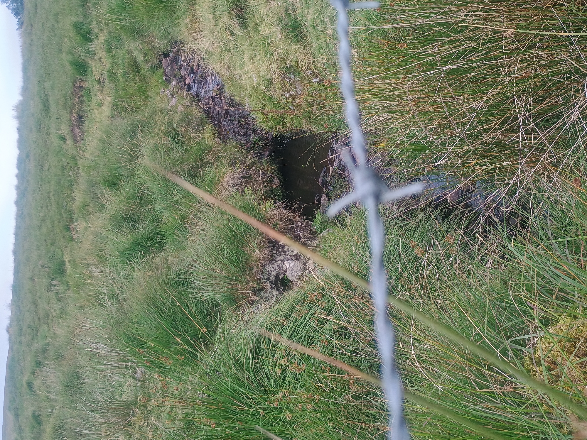 In an outdoor scene, a barbed wire fence stretches across the foreground, obscuring a narrow stream flowing through a grassy, uneven landscape. The stream bed is rocky and dark, with the water appearing murky. The surrounding vegetation is predominantly long, green and brown grasses, some appearing dry and straw-like. In the background, the terrain rises gently into a hazy, overcast sky. The image depicts a wild, uncultivated environment, possibly moorland or rough pasture.