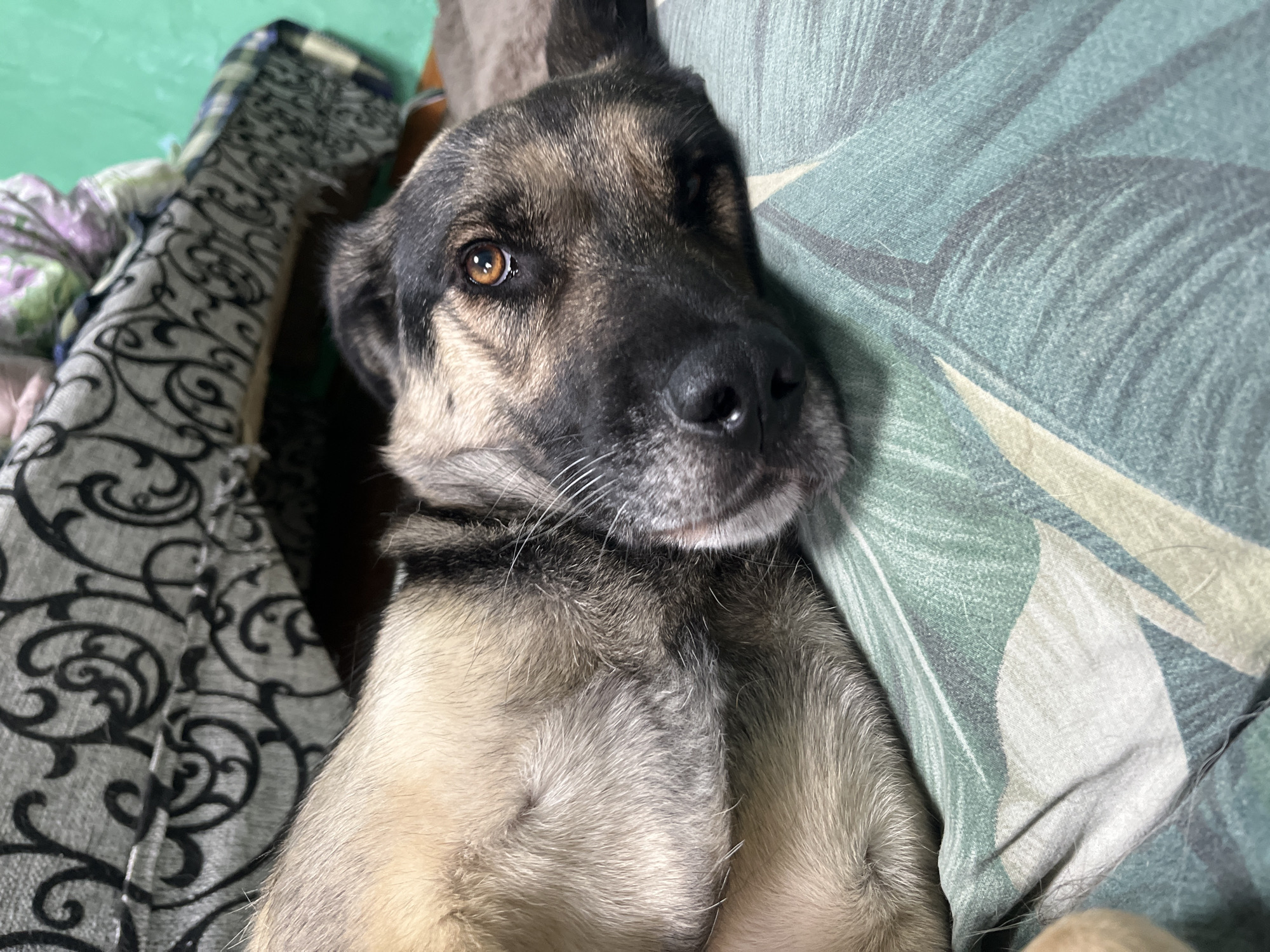 The image shows a close-up of a dog lying down on a patterned surface, possibly a bed or sofa. The dog is a mixed breed with tan and black fur, and its head is resting on its paws. The dog's eyes are open and looking towards the camera. The background is slightly out of focus, but it appears to be a room with green walls and a patterned fabric. There is no visible indication of the location being in Nizhny Tagil, Russia.